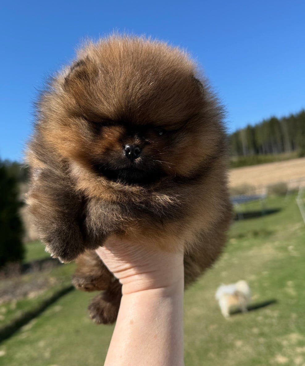 Nydelig Pomeranian valp NKK Reg. Stamtavle