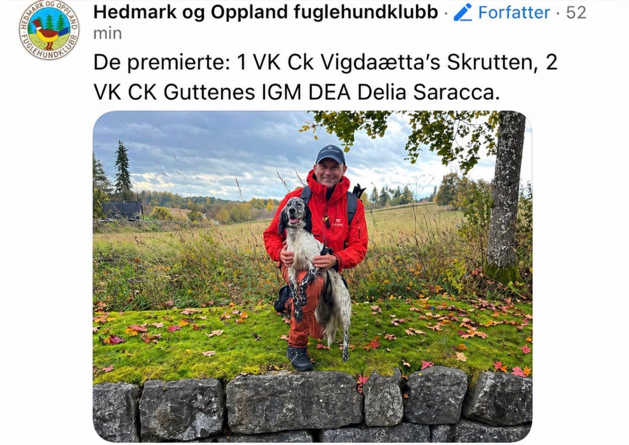 Engelsksetter valper - for salg - leveringsklare  uke 24