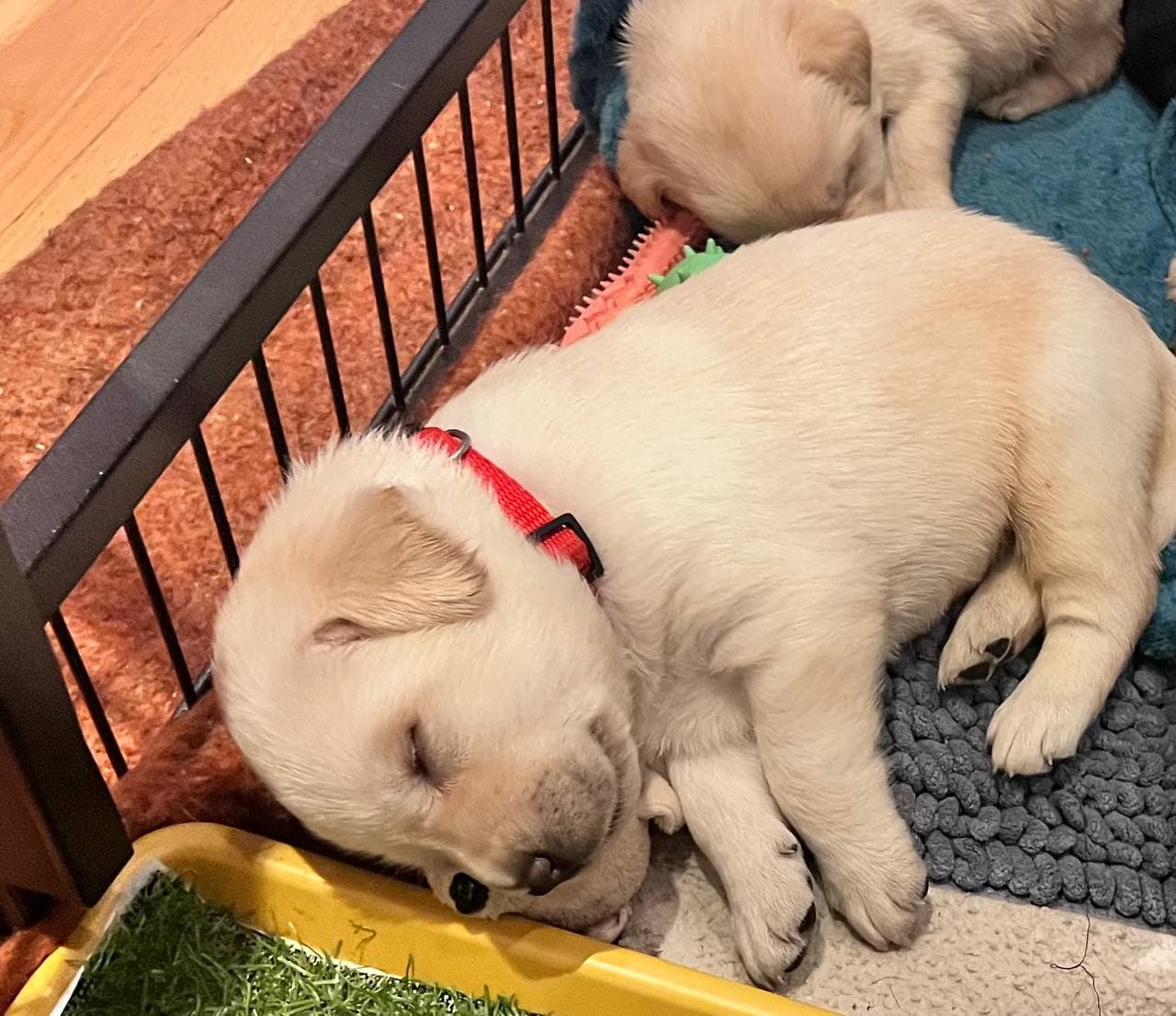 Labrador tispe på for