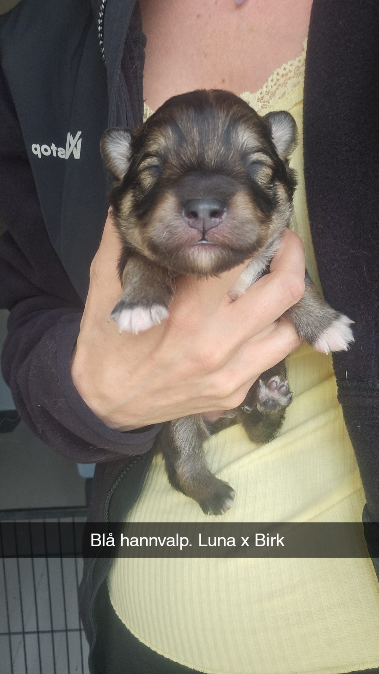 Finsk lapphund hannvalp - Delfôravtale