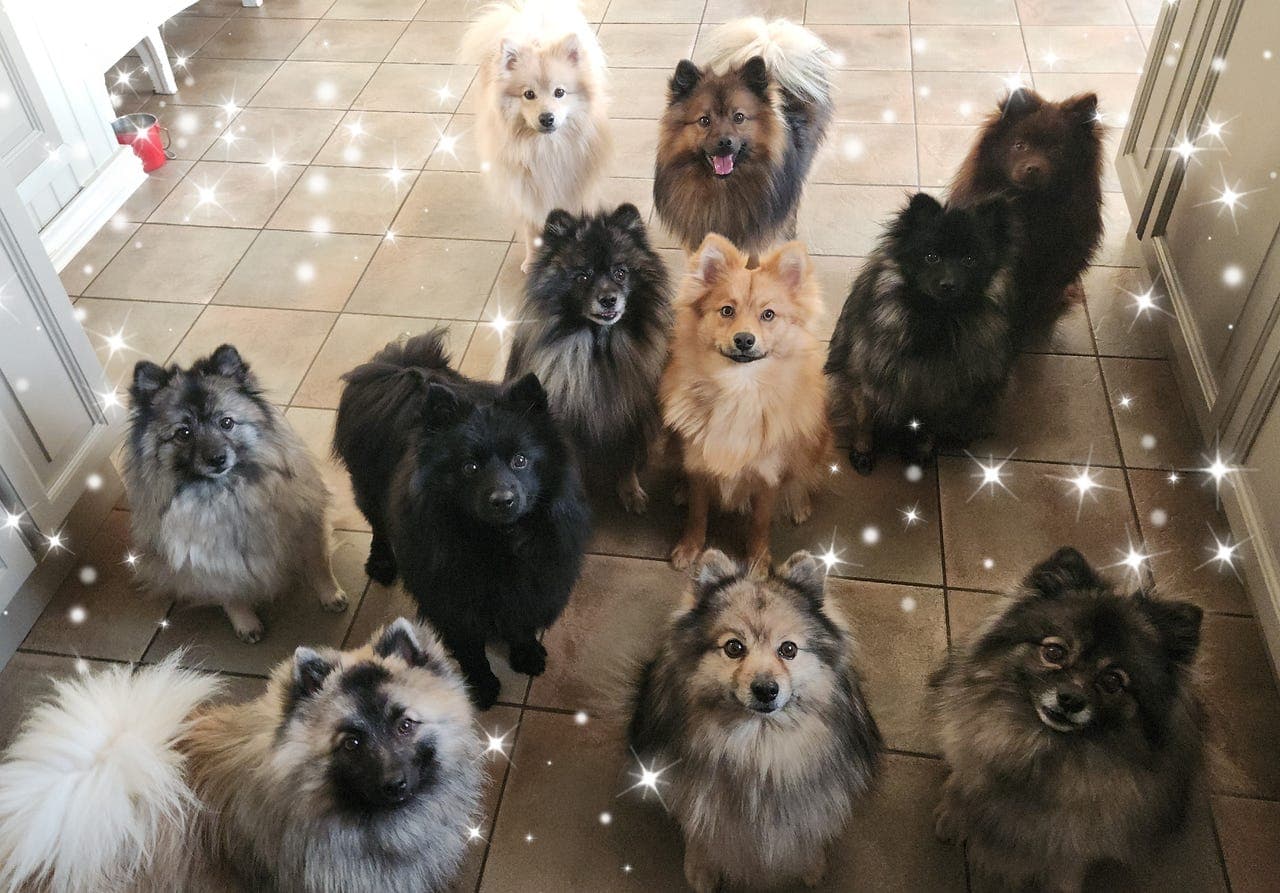 Fôrvert for hund fra Haugertoppen Kennel