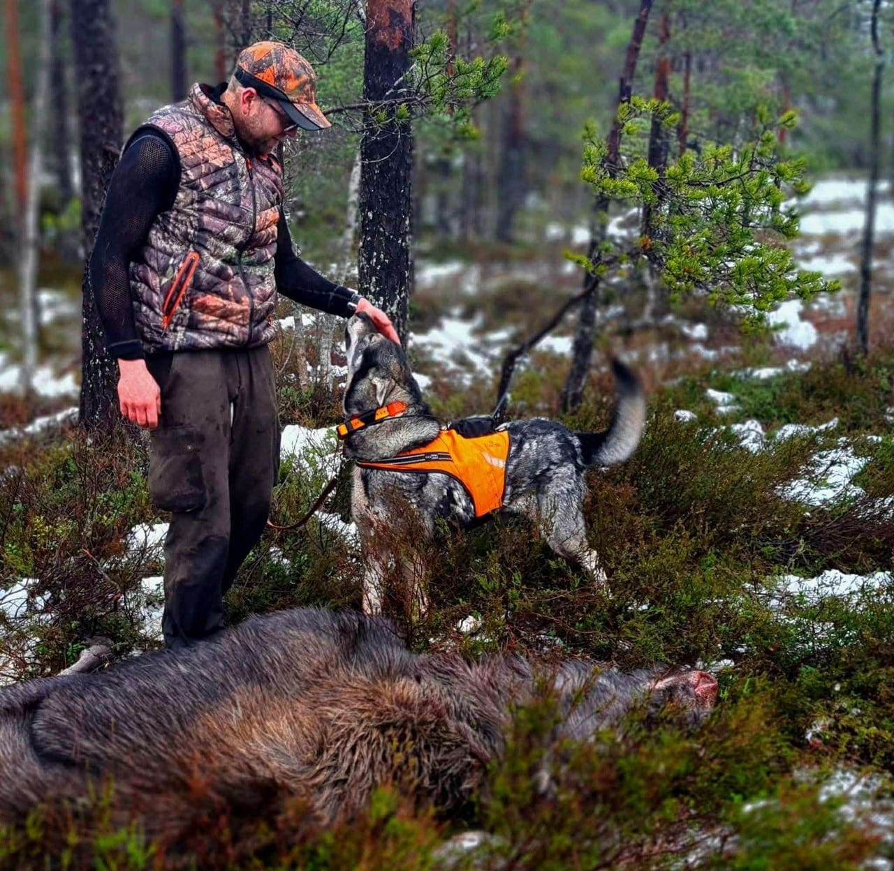 Jämthund valper