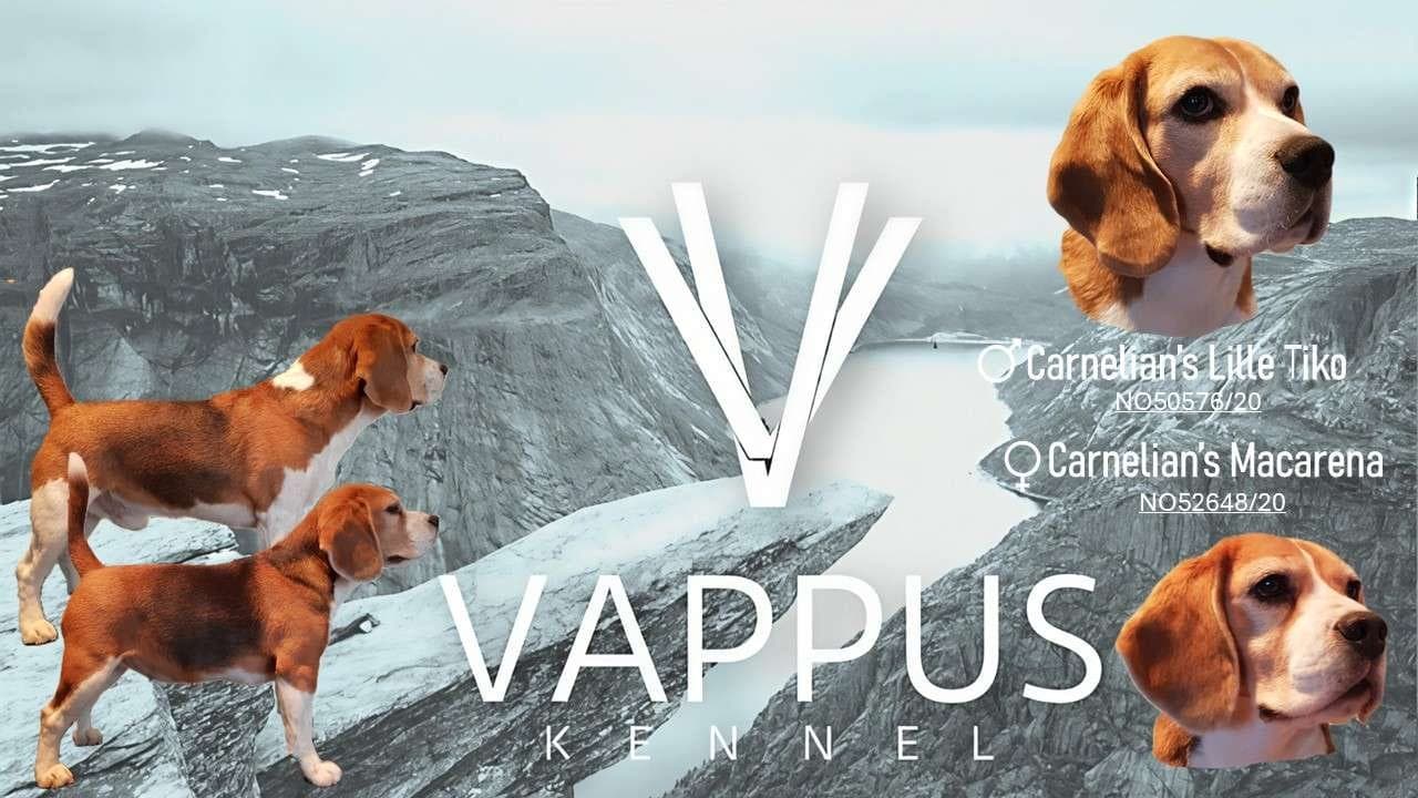 Beaglevalper
