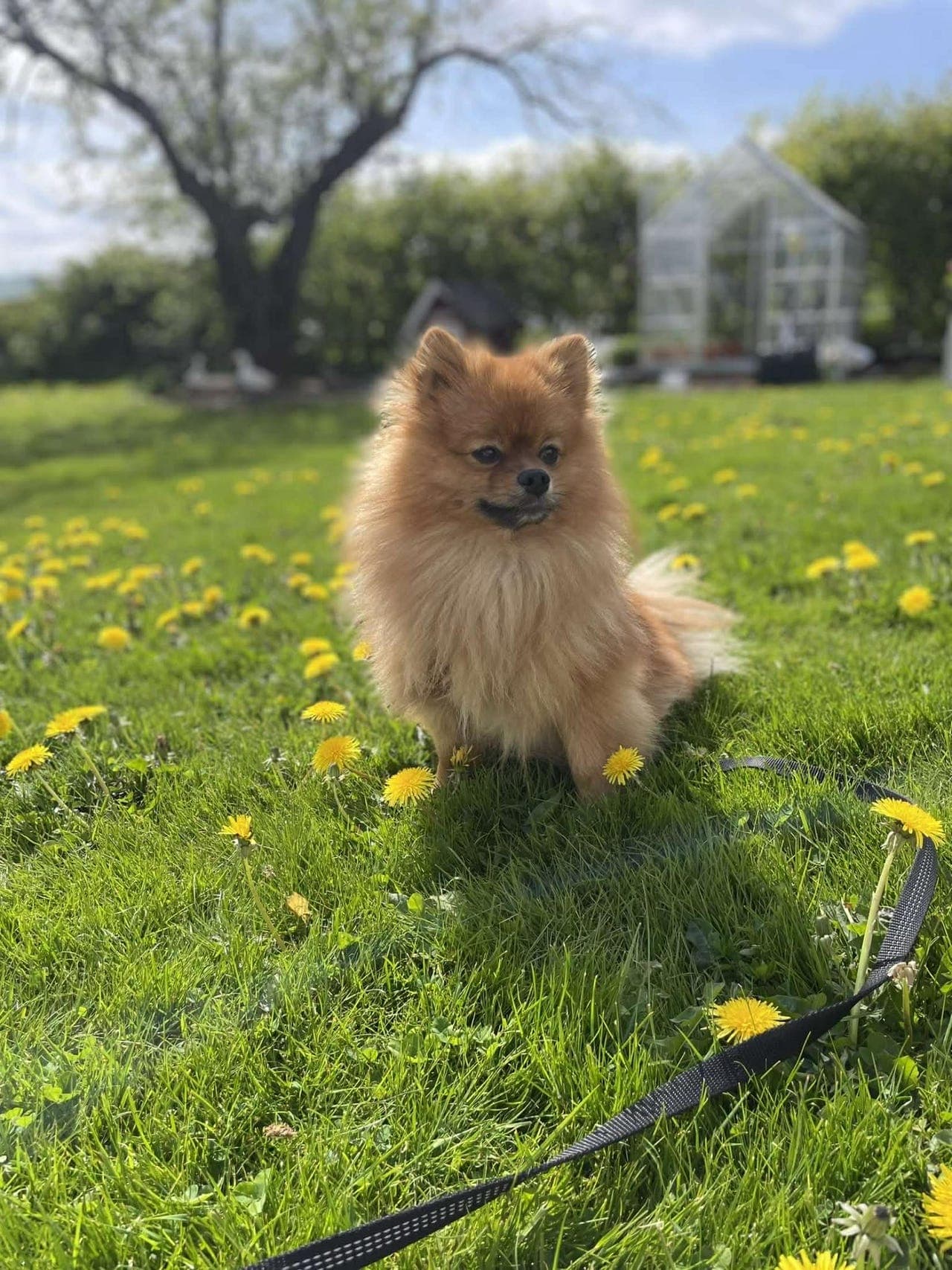 🐾 Pomeranian hannhund (2 år) søker nytt, kjærlig hjem