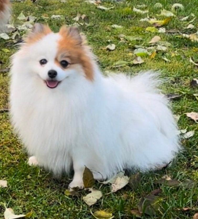 Pomeranian tispe 5 år gammel NKK reg