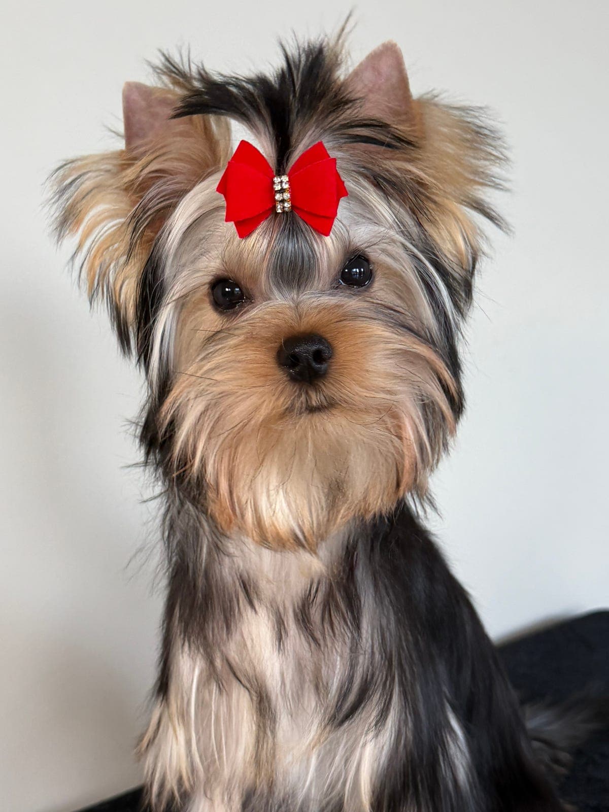 Yorkshire terrier hannvalp / NKK