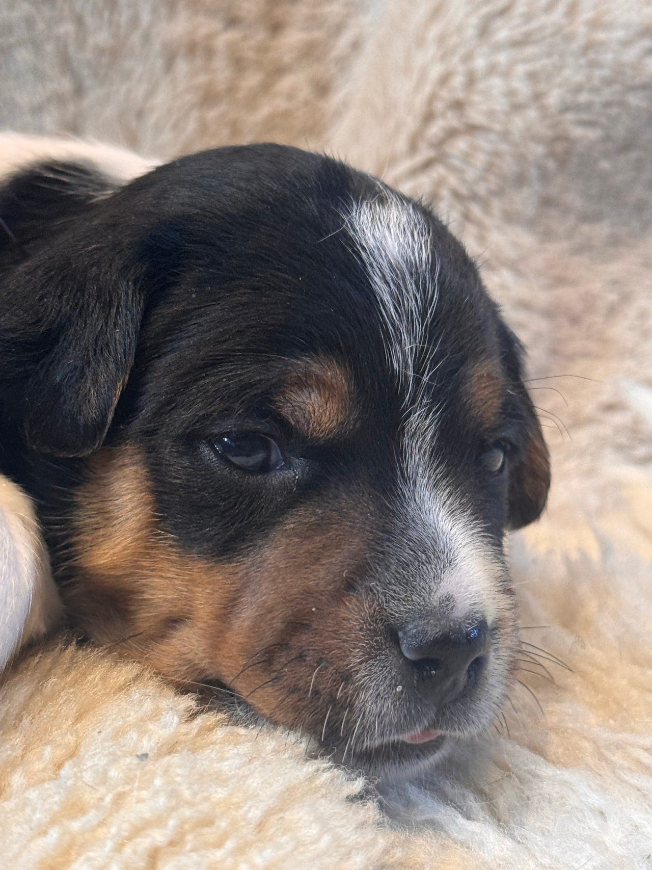 Dansk Svensk Gårdshund hannhund valp ledig