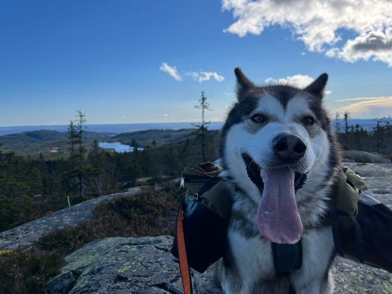 Alskan malamute trenger nytt hjem