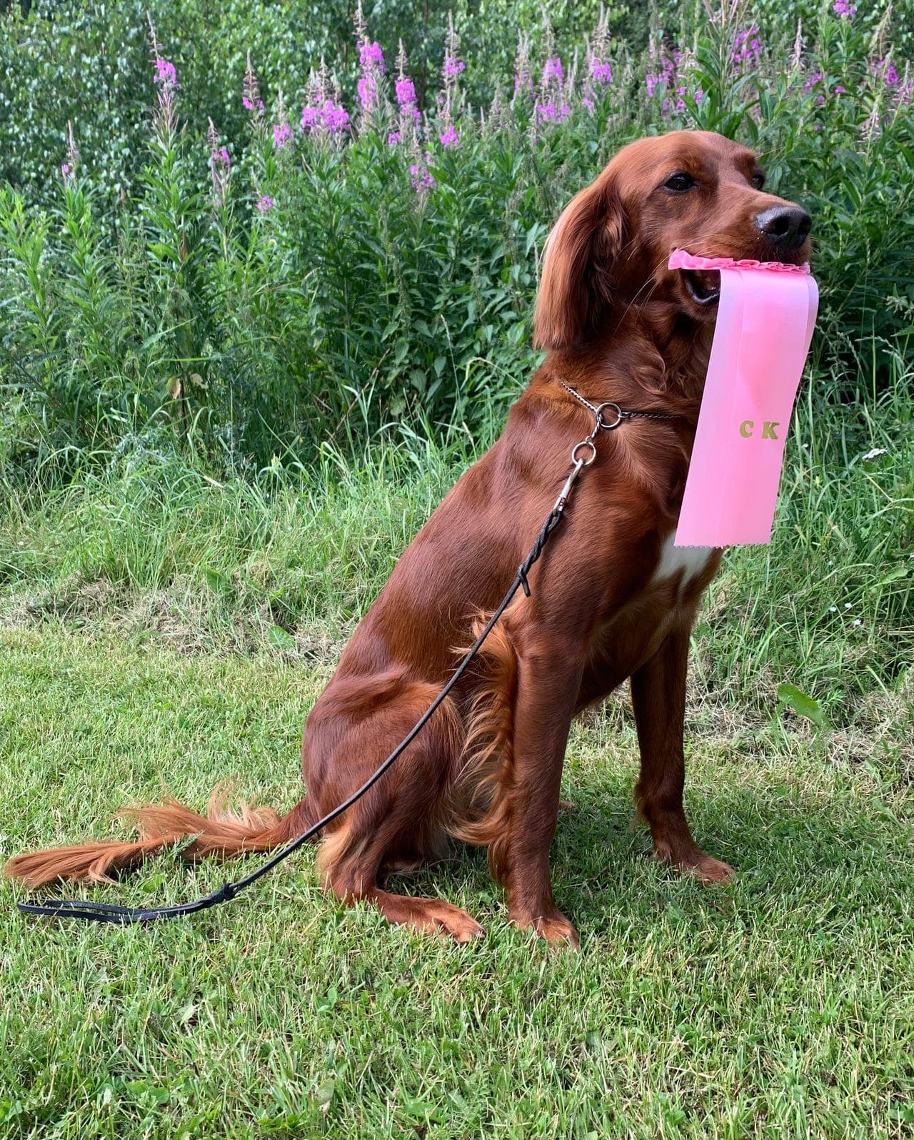 Irsksetter valper til salgs