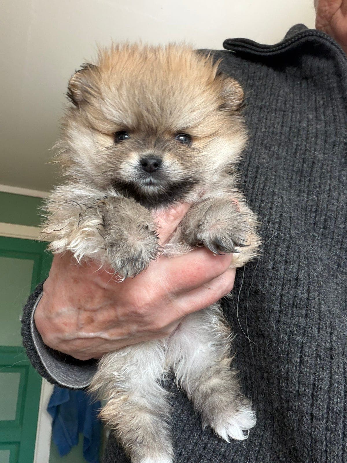 Pomeranian valp til salgs