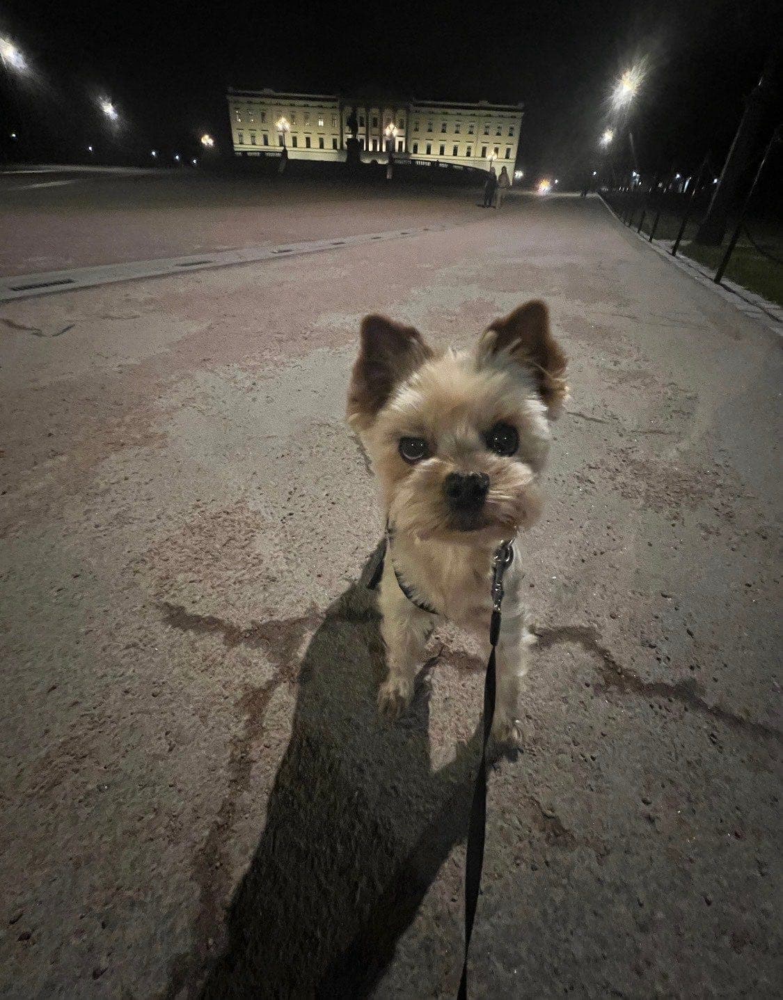 🐶Tuva og Maja søker nytt hjem🐶