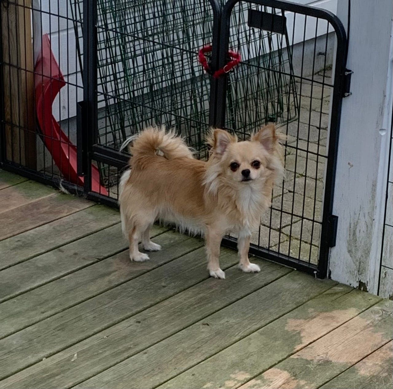 NKK reg langhåret chihuahua hann