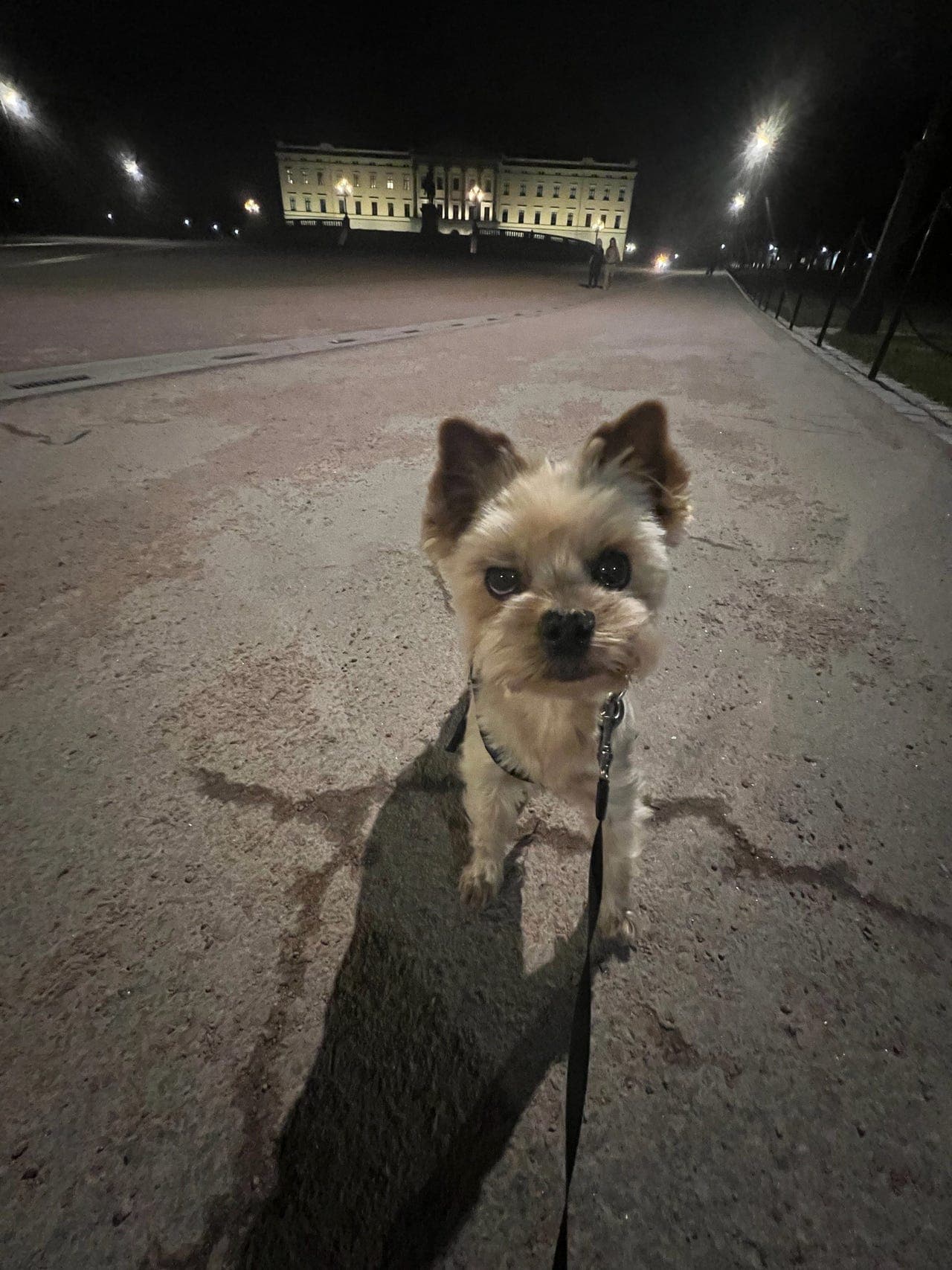 🐶Tuva og Maja søker nytt hjem🐶