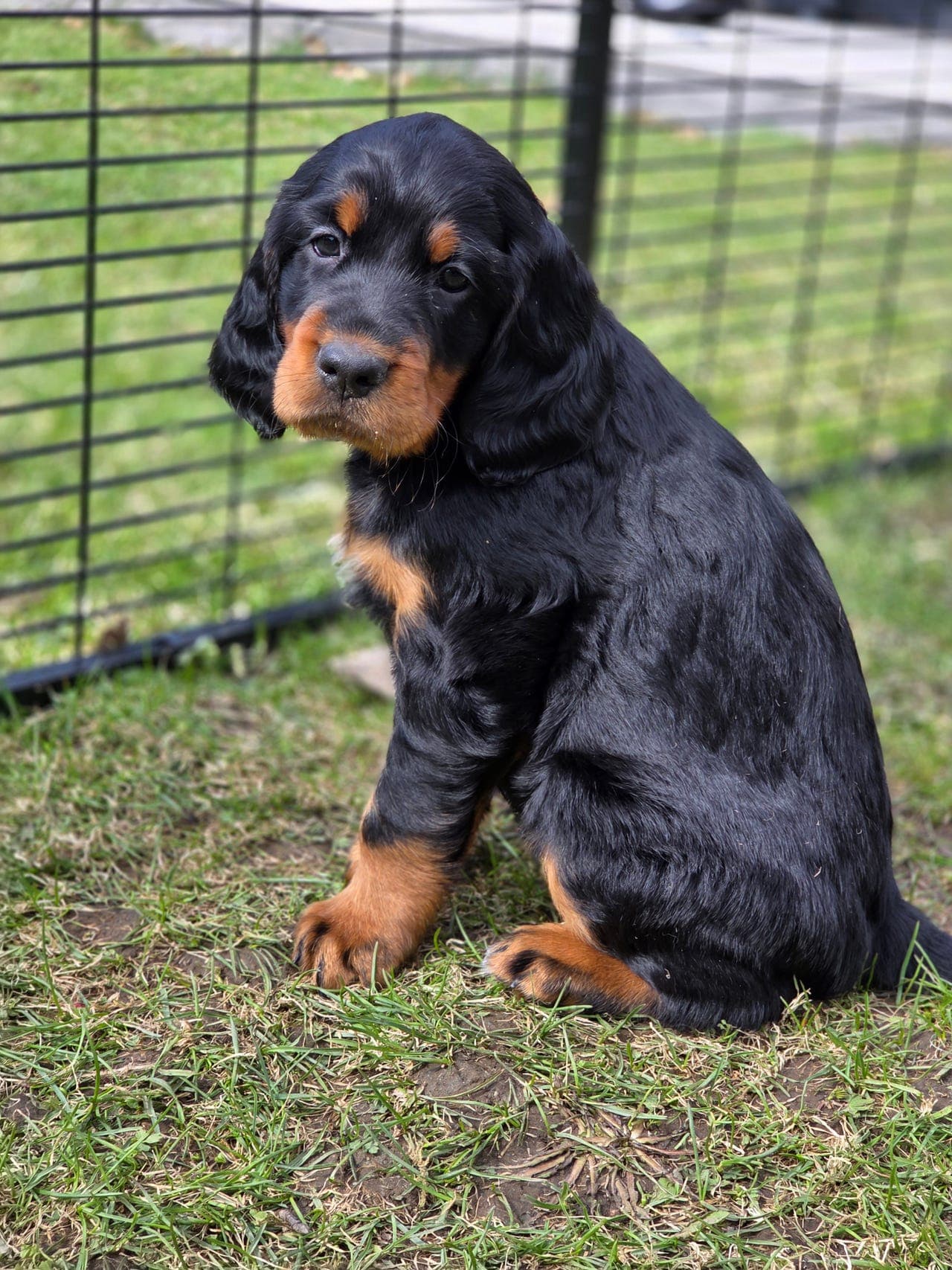 Gordonsetter hann