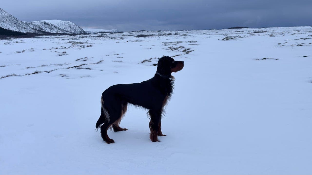 Gordonsetter hann