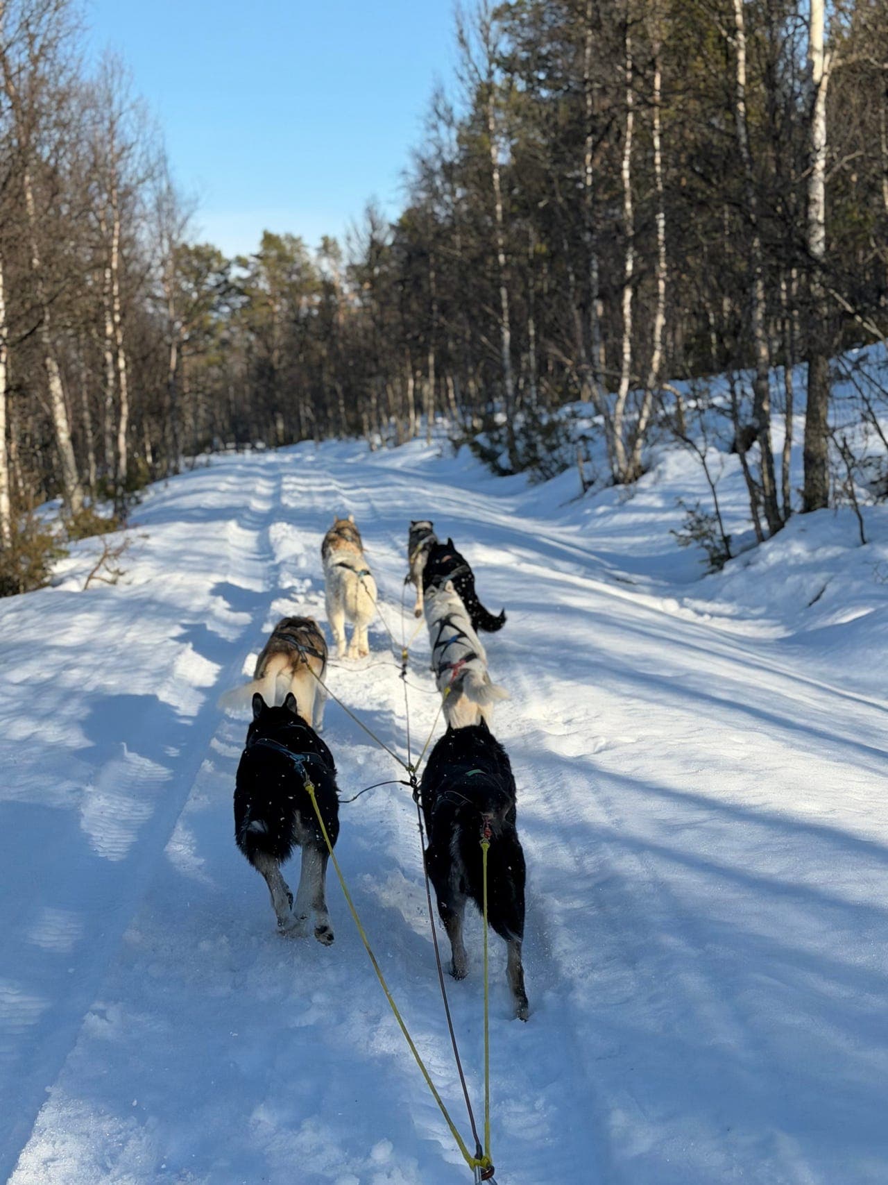 Forvert siberian husky tispe søkes 🐕