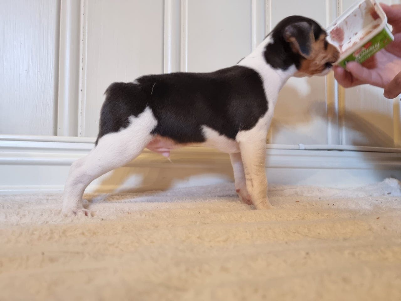 Terrier Brasileiro hann hund søker ny eier evt fôrhjem