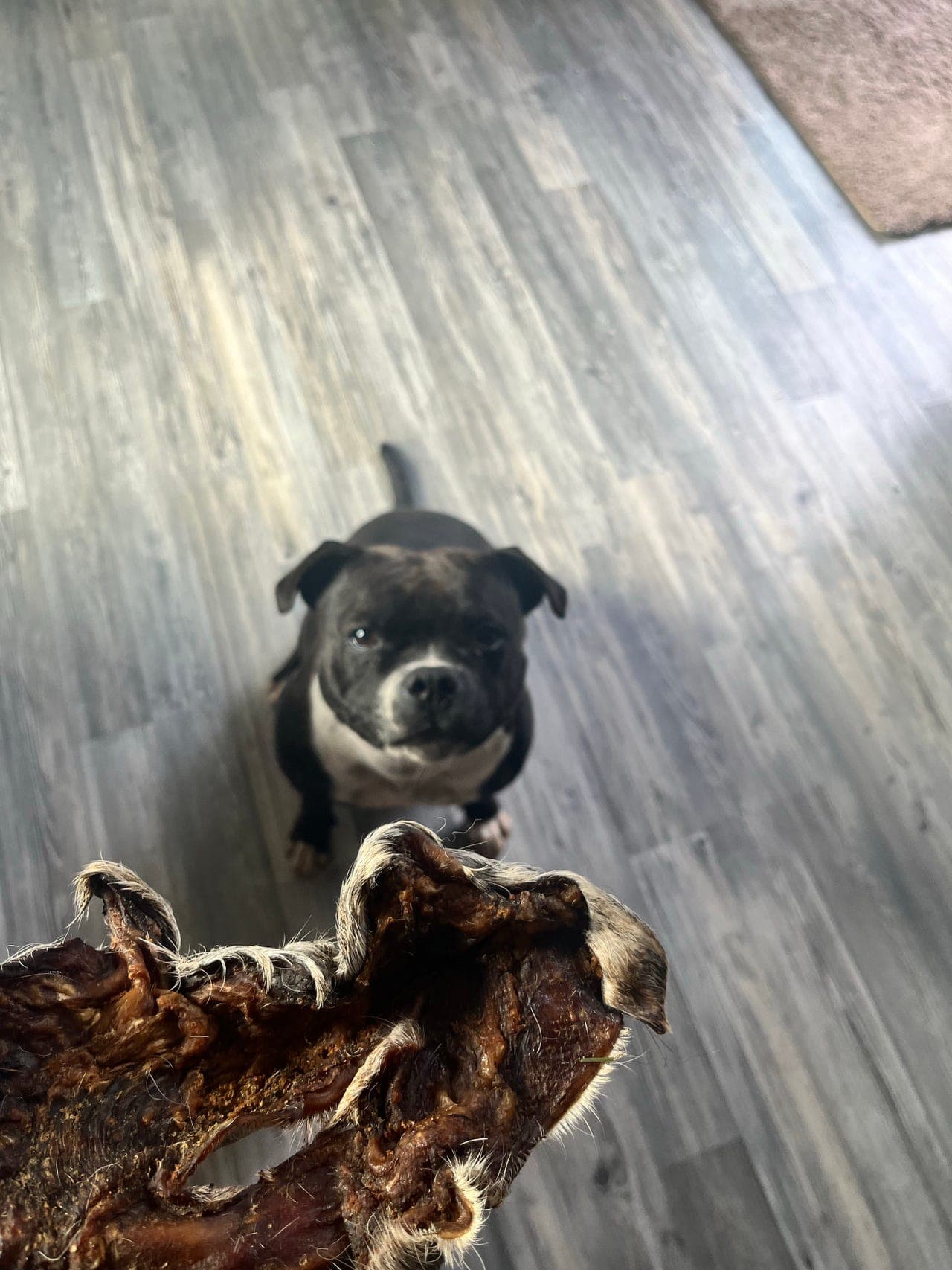Staffbullterrier tispe selges (2 år i mai)