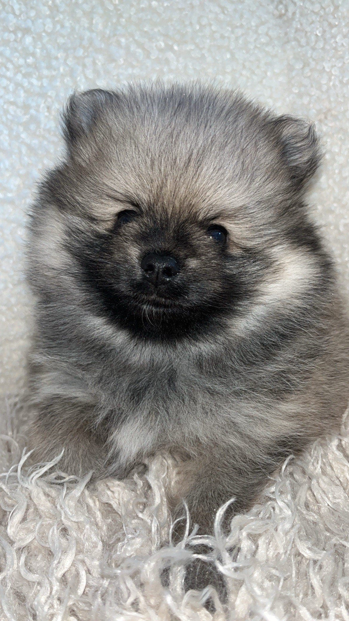 Bamse gutt søker Sitt evige hjem🌺