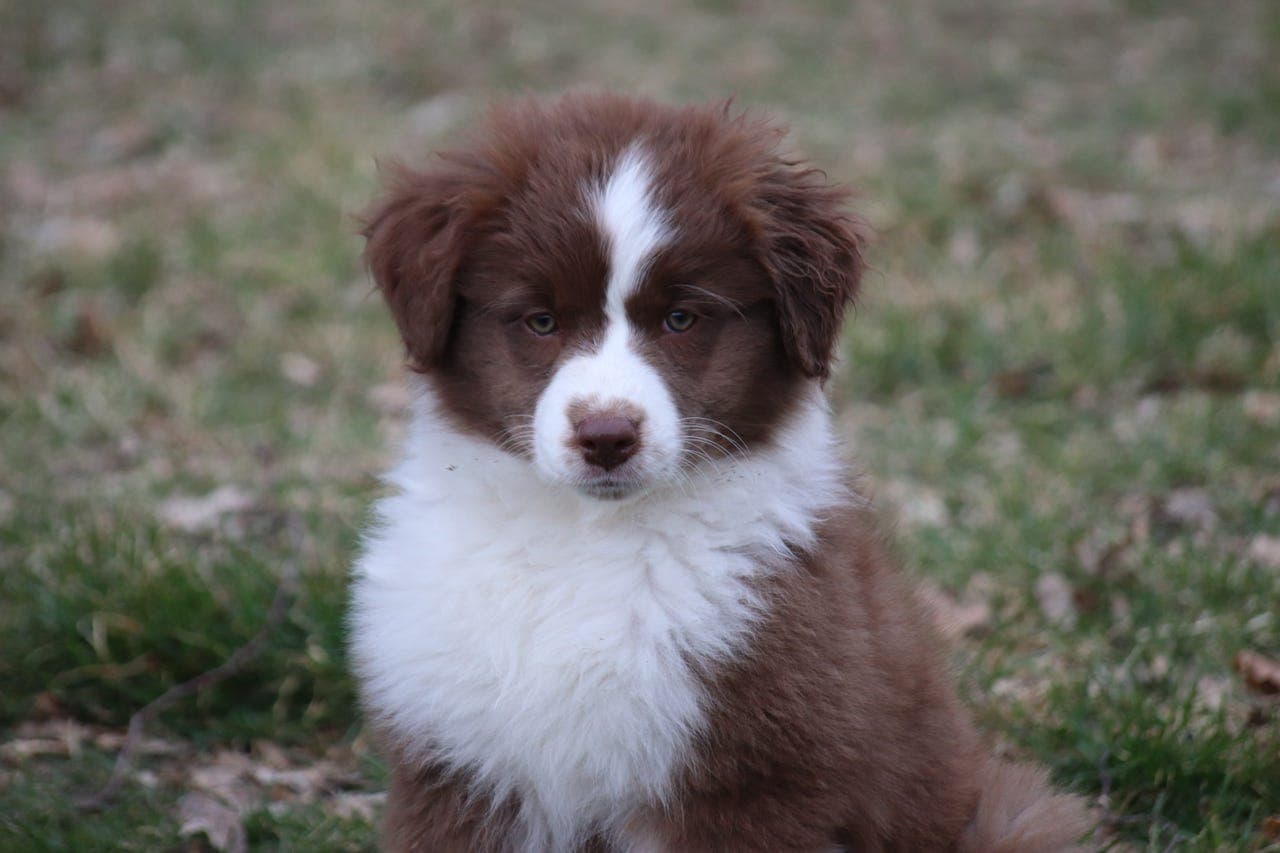 Australian Shepherd