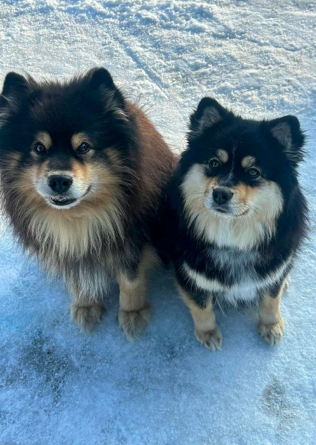 Finsk lapphund valper
