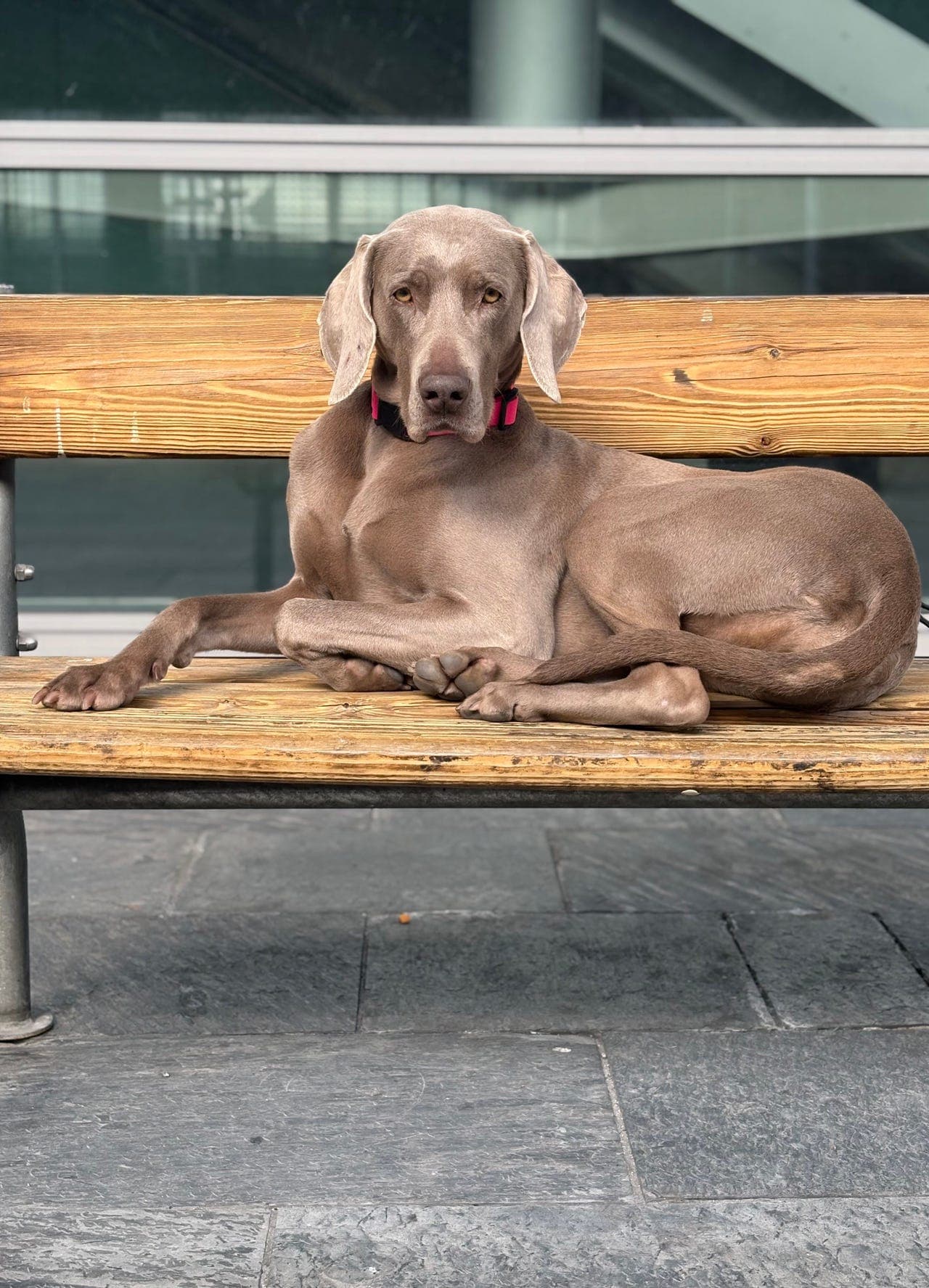 Weimaraner omplasseres