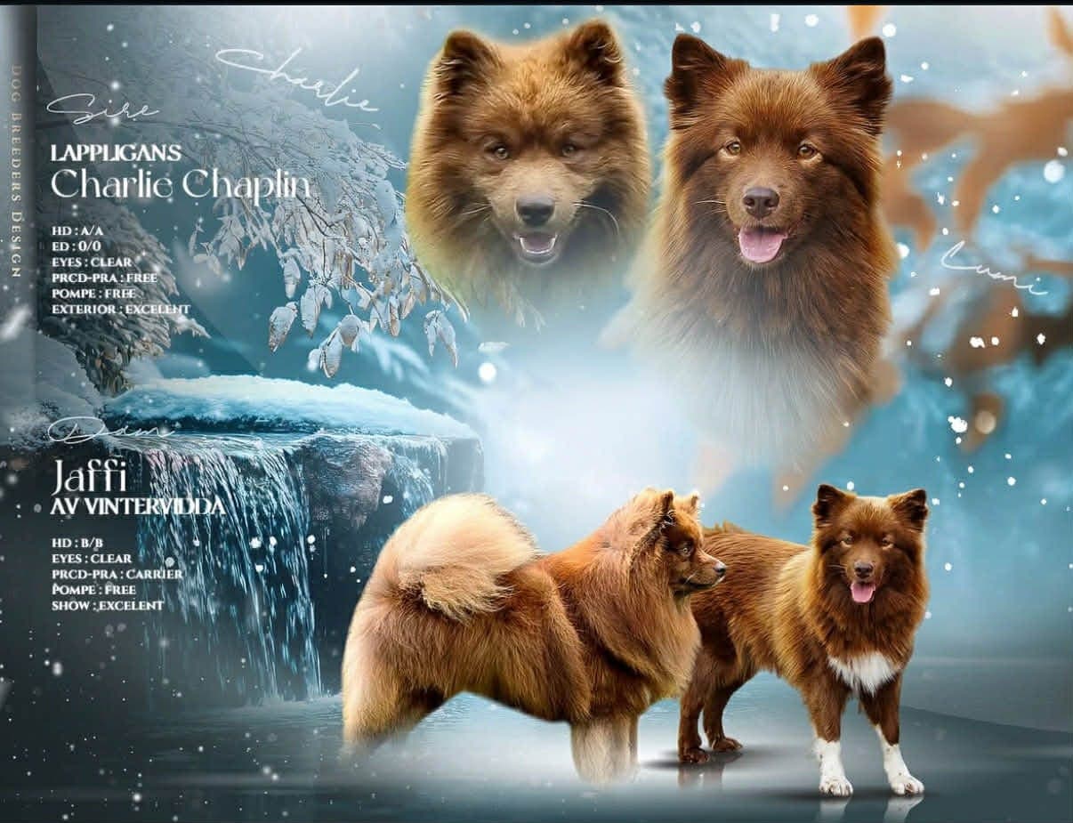 Finsk lapphund valper