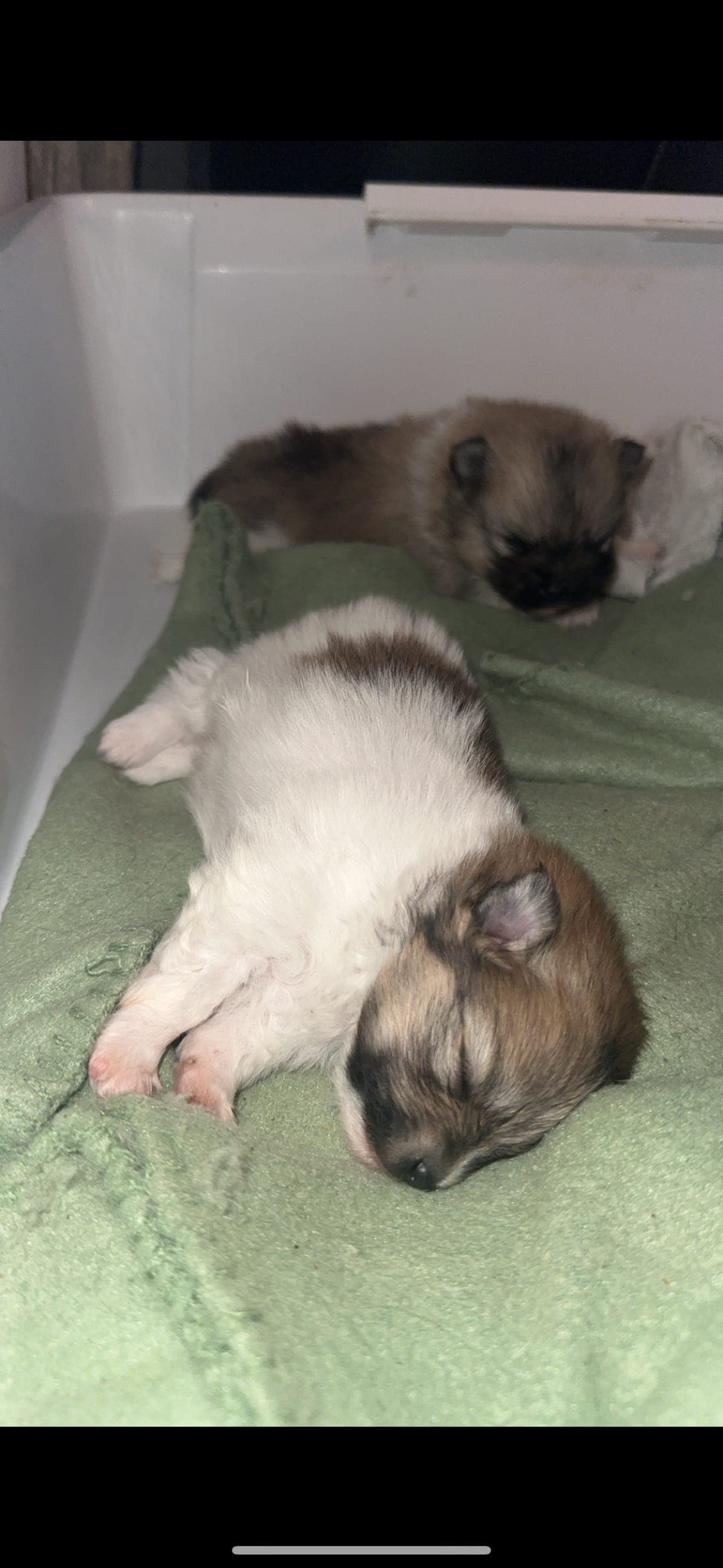 Liten Pomeranian gutt selges