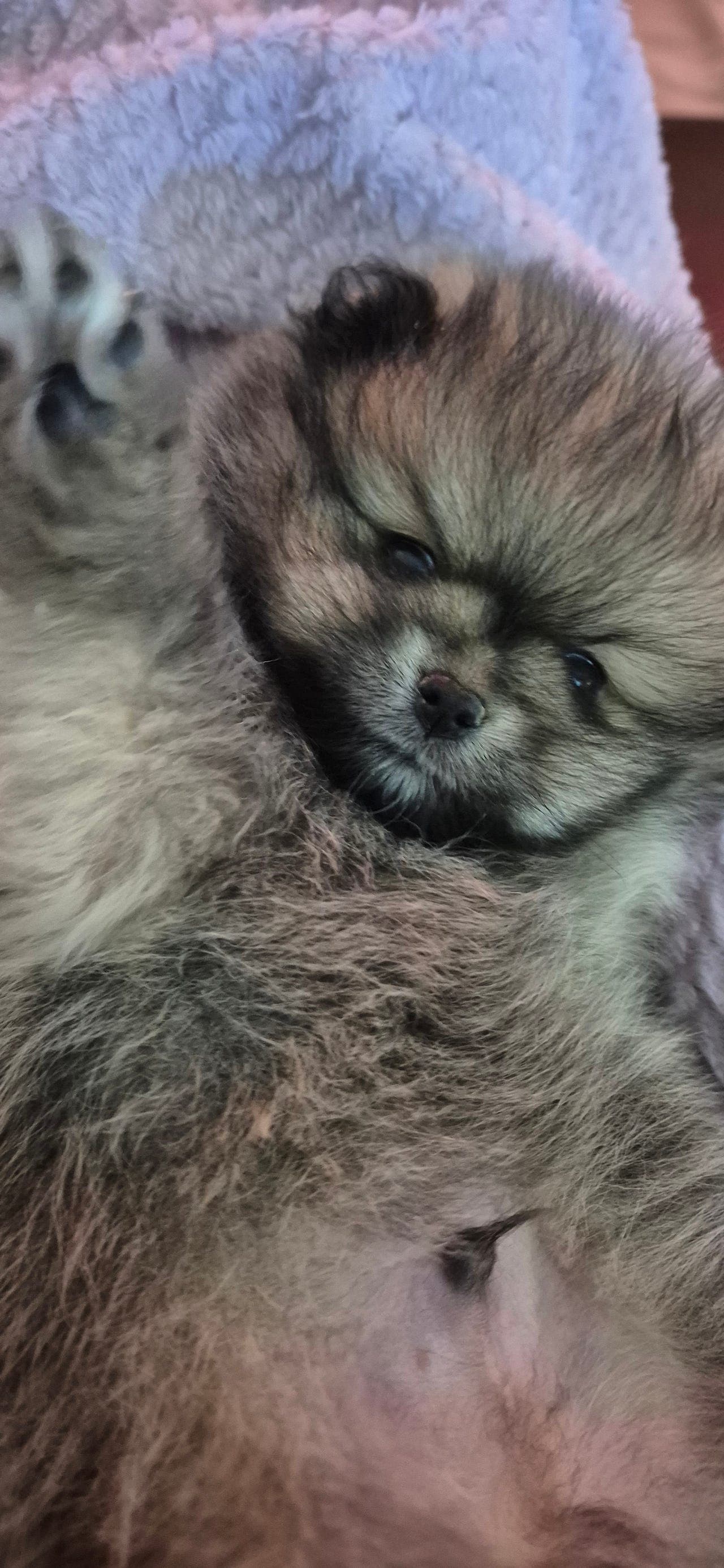 ✨🐾 Pomeranian-valper LEVERINGSKLARE 🐾✨