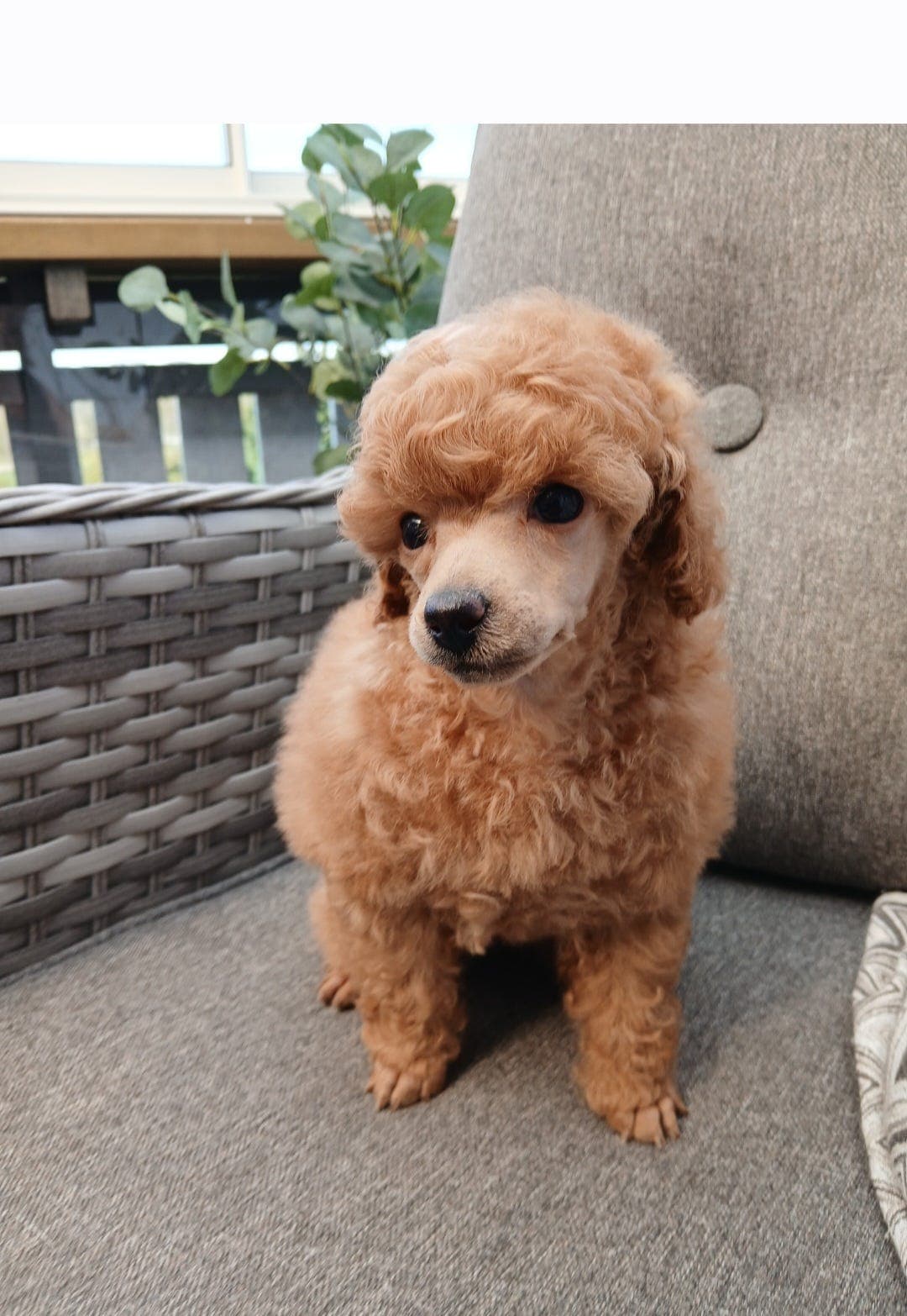Toy puddel