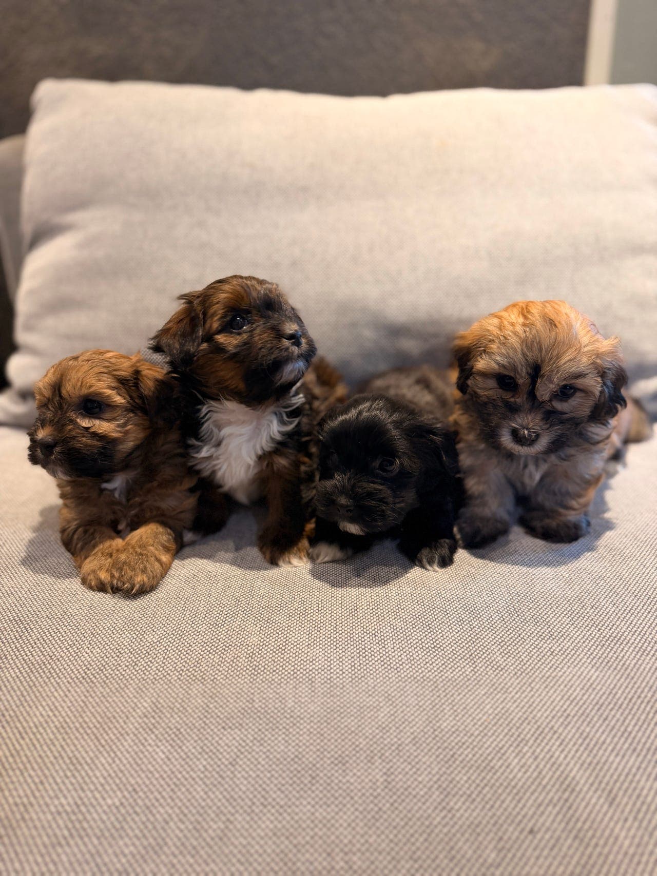 Ekte Bichon Havanaisvalper