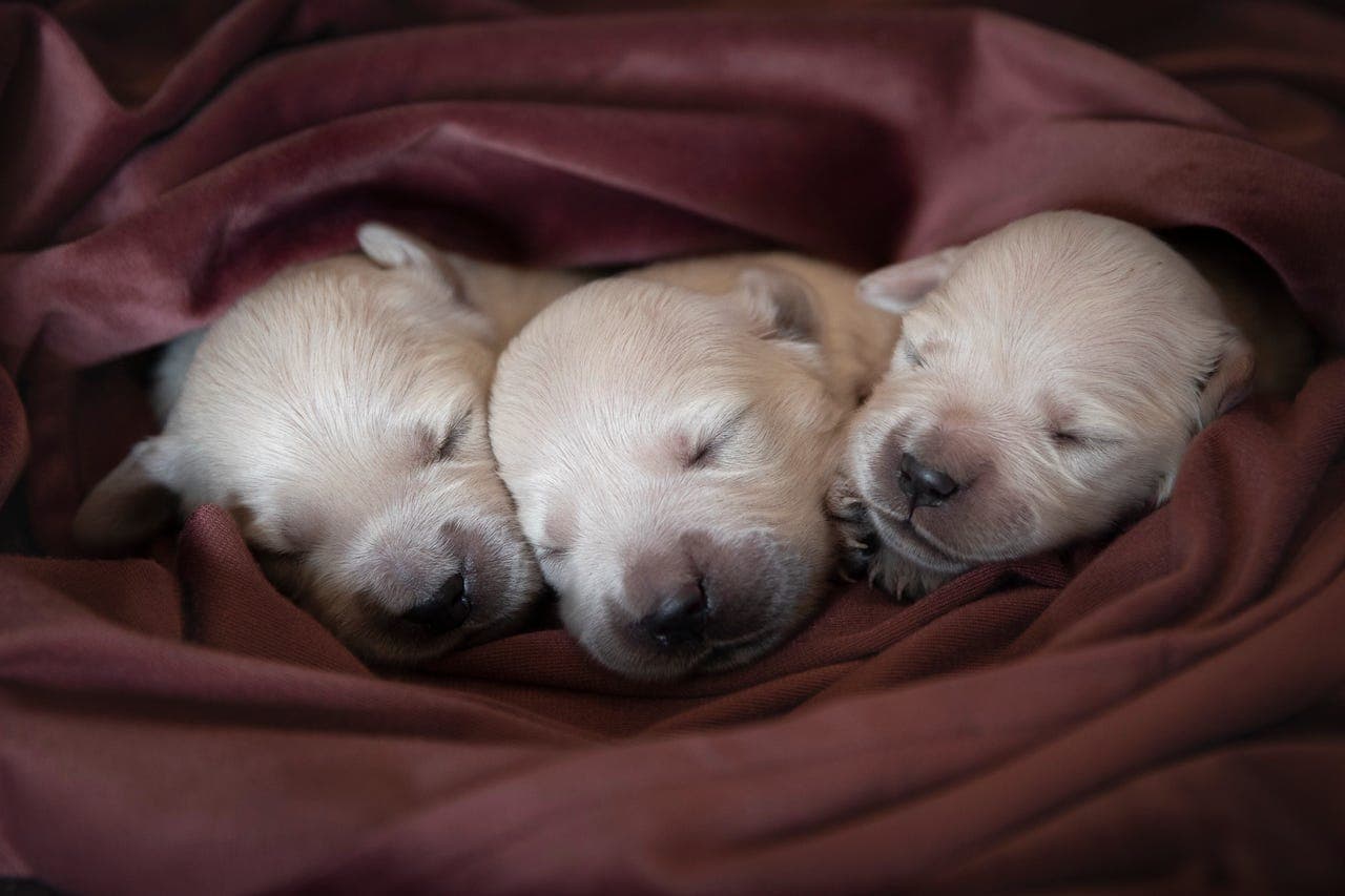 Golden retriever valper ventes.