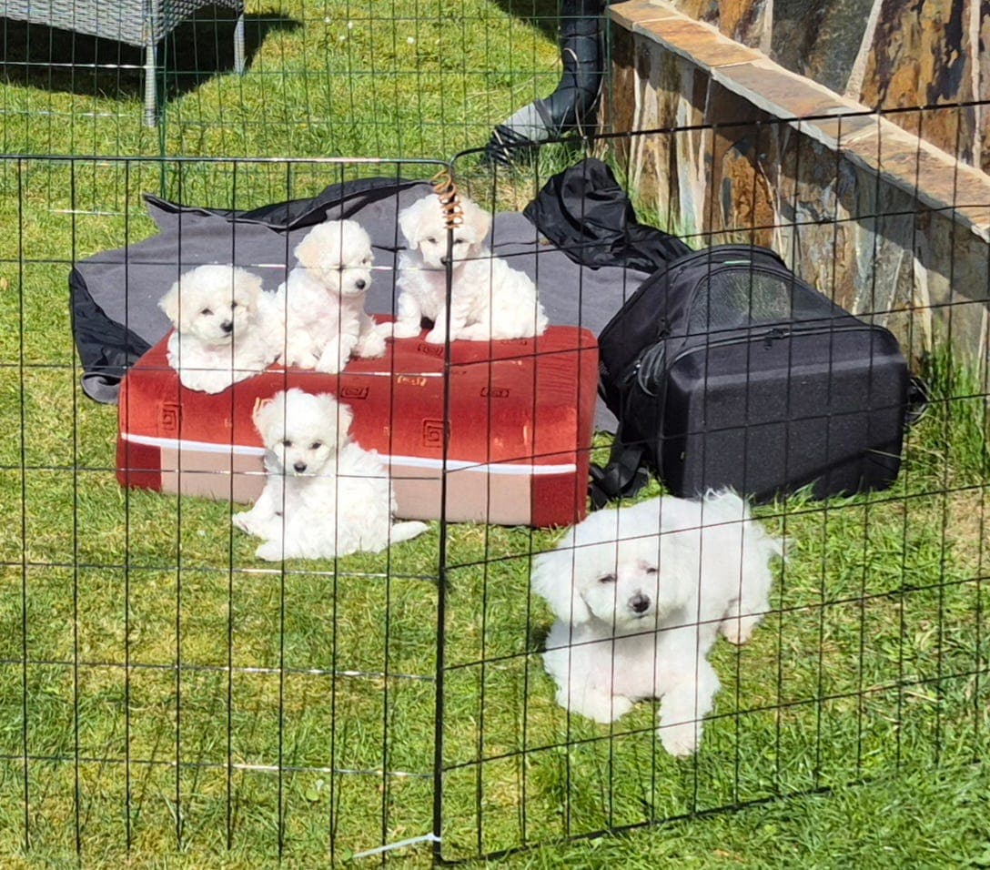 2 nydelige Renrasede Bichon Frisé valper selges
