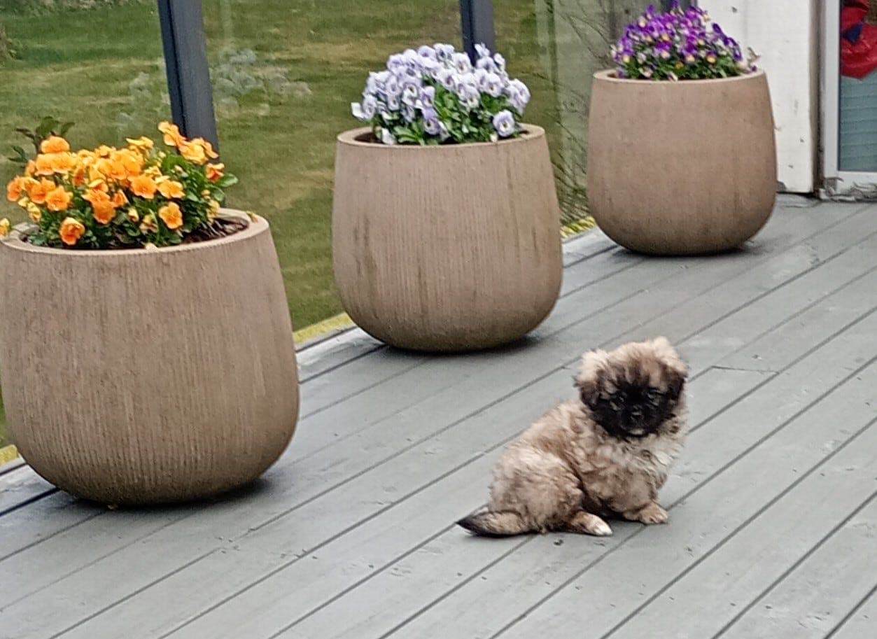 Tibetansk Spaniel valp .