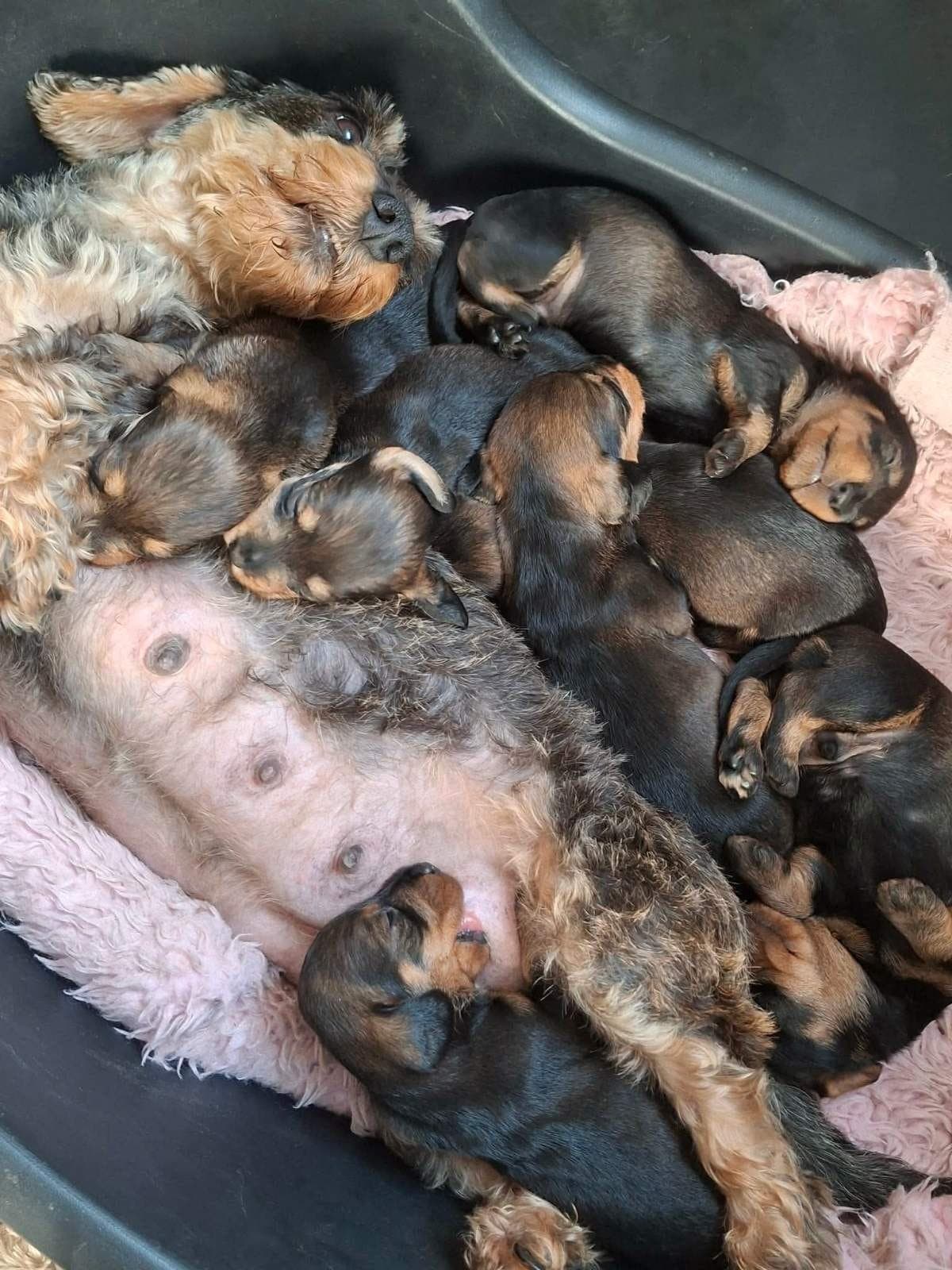 Strihåret Dachshundvalper