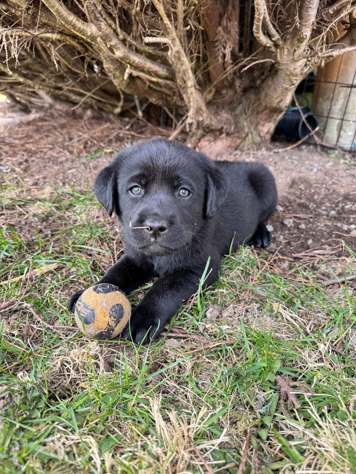 Labrador guttevalp
