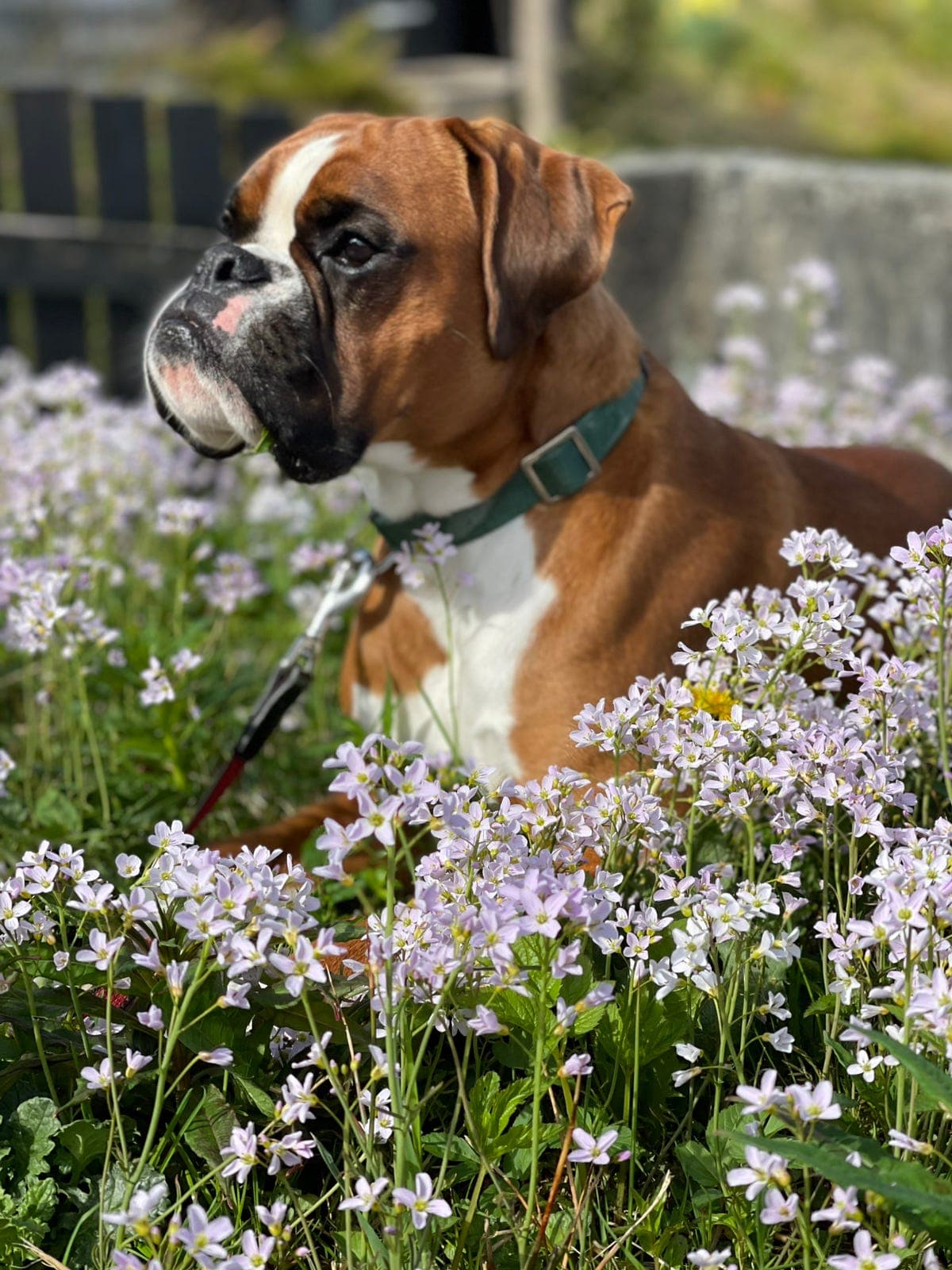 Omplassering av boxer 6år