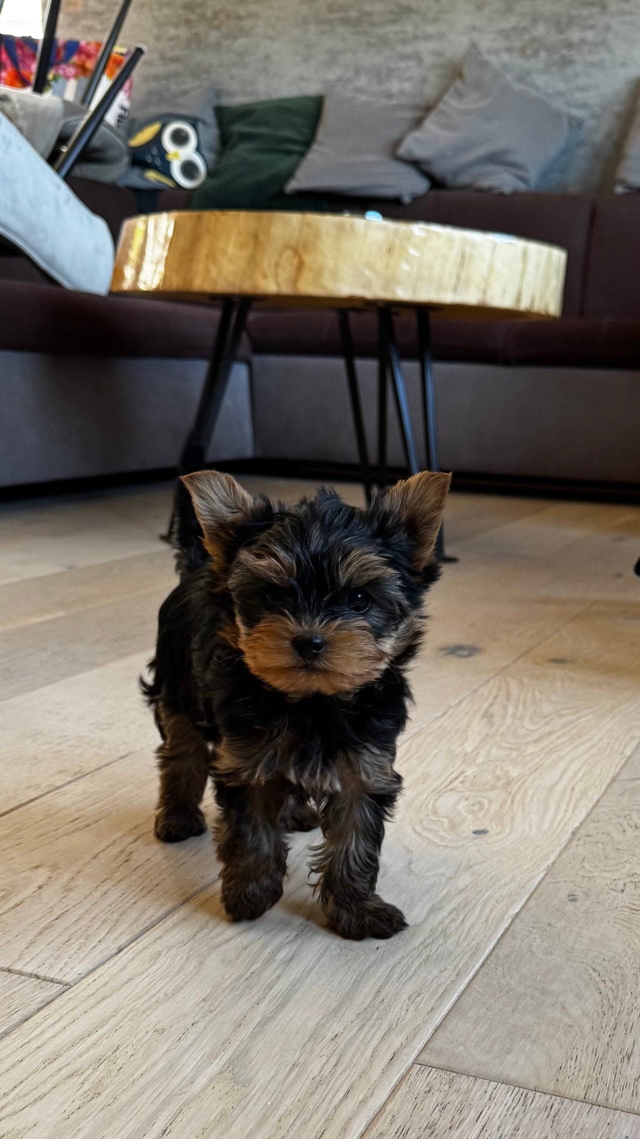 Yorkshire Terrier valp