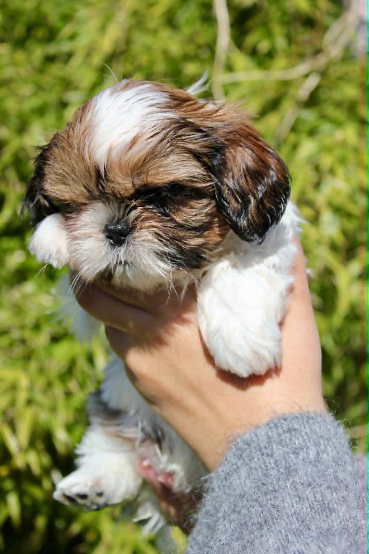 NKK REGISTRERTE SHIH TZU VALPER