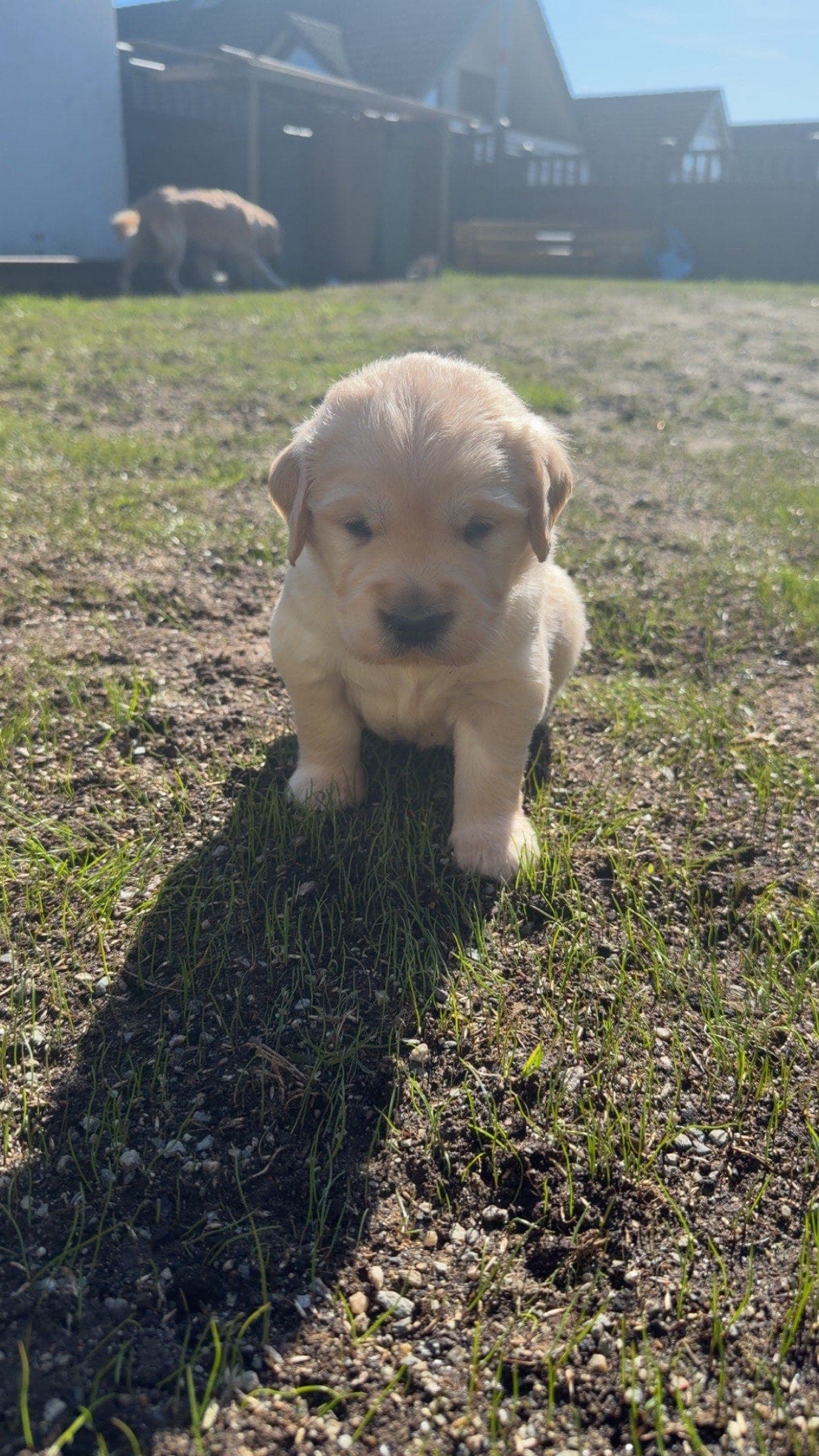 Golden retriver hannvalp