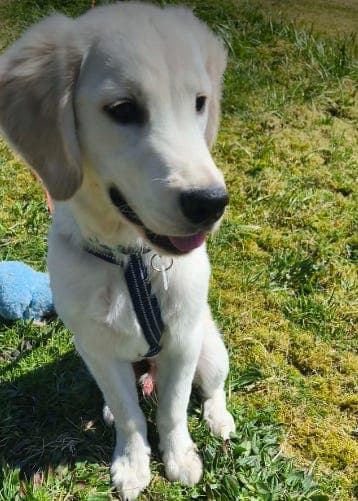 Golden Retriever  6 Mnd