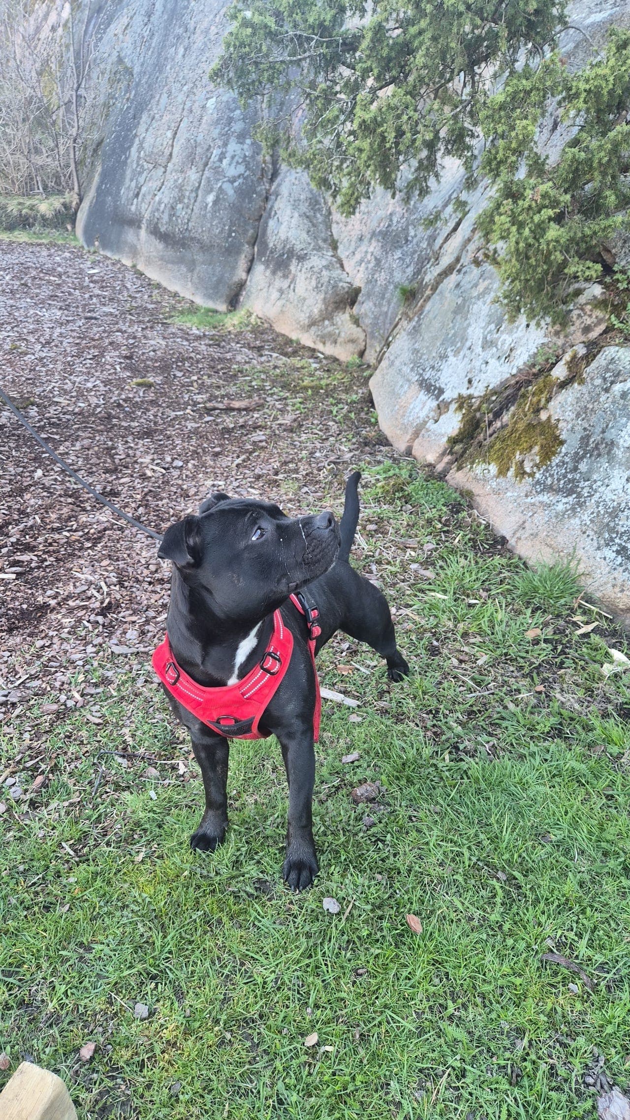 Staffordshire bull terrier