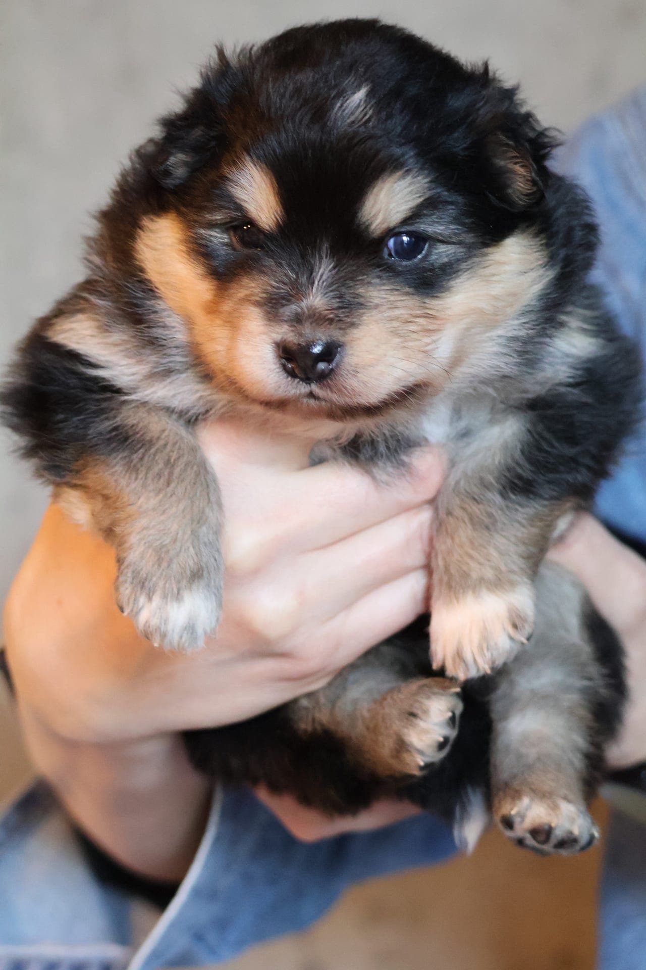 Forvert/deleiehjem ønskes til finsk lapphund tispe