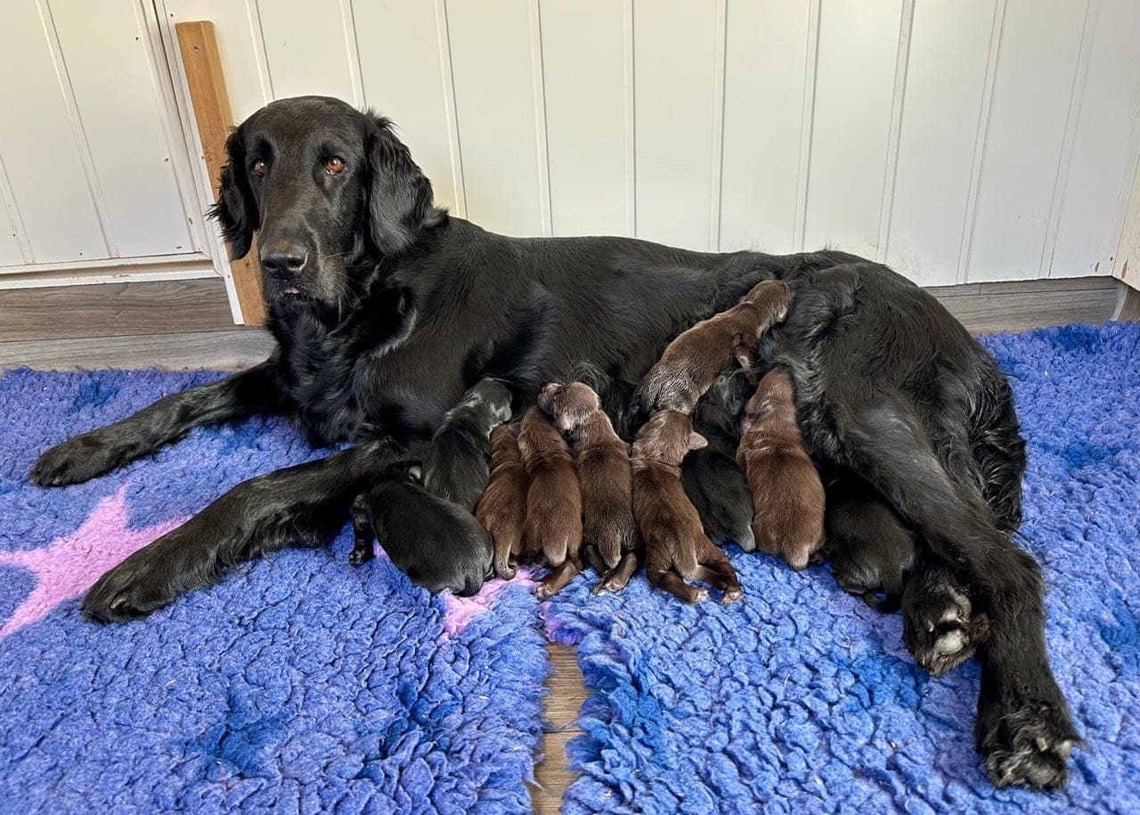 Brune og svarte Flatcoated Retriever valper selges!