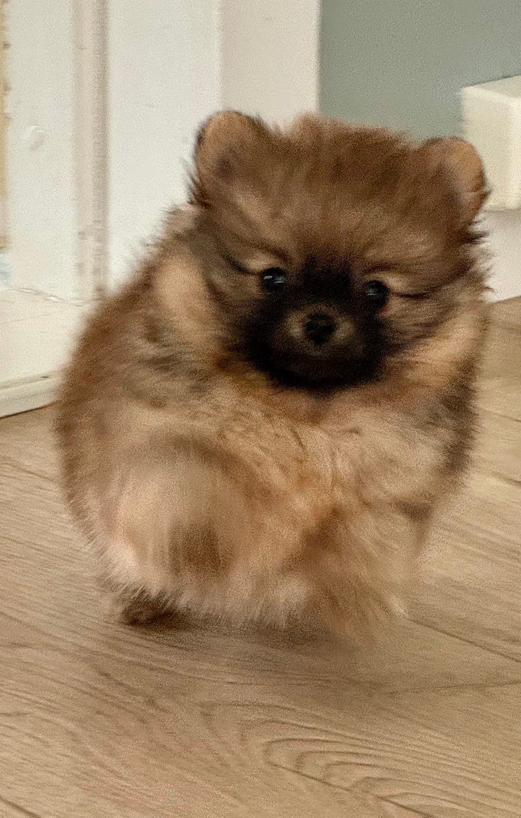 Nydelig rolig oransje Pomeranian gutt 10 uker NKK registrert