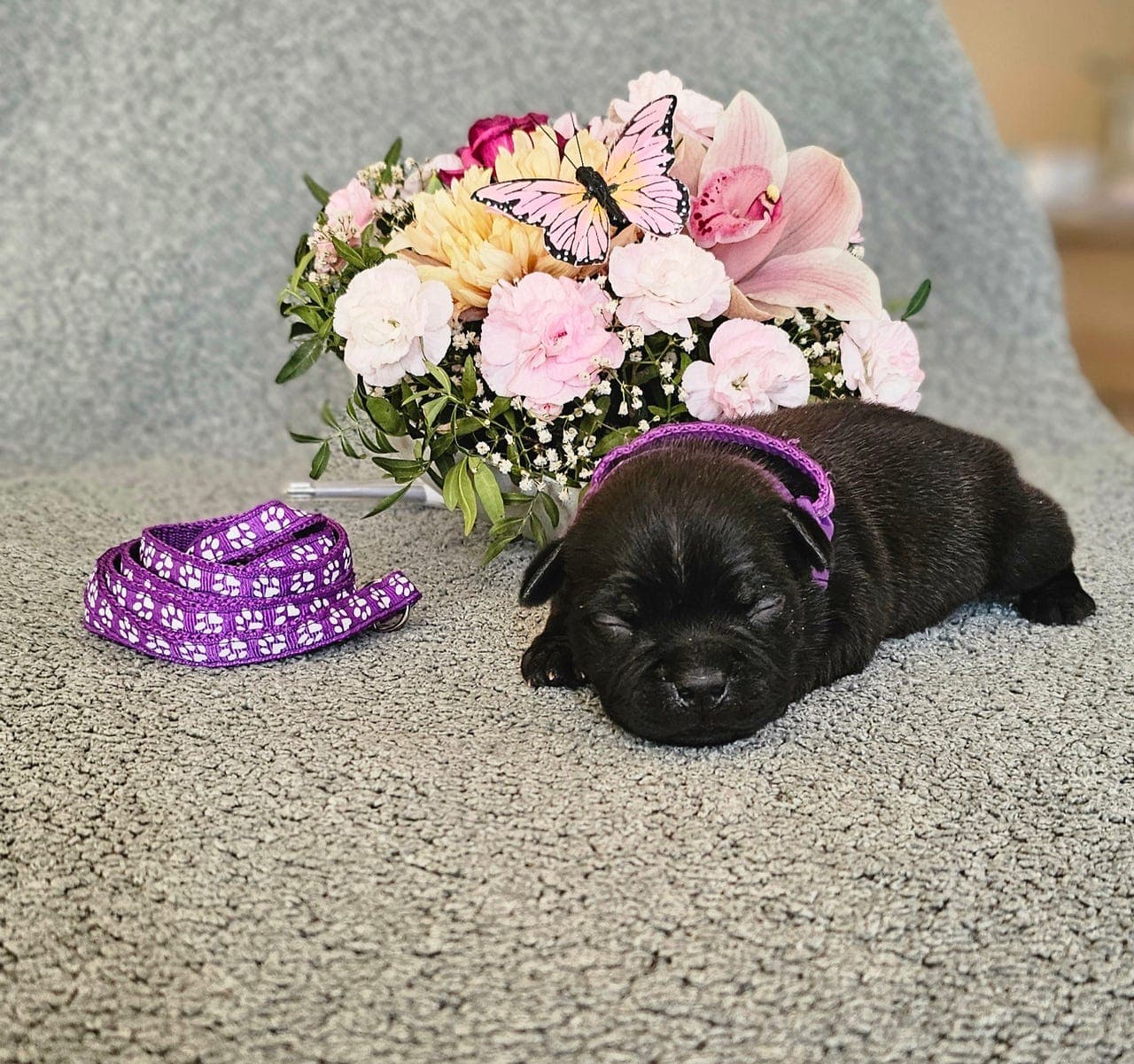 Staffordshire bull terrier valper - Kennel Makasi-Staff