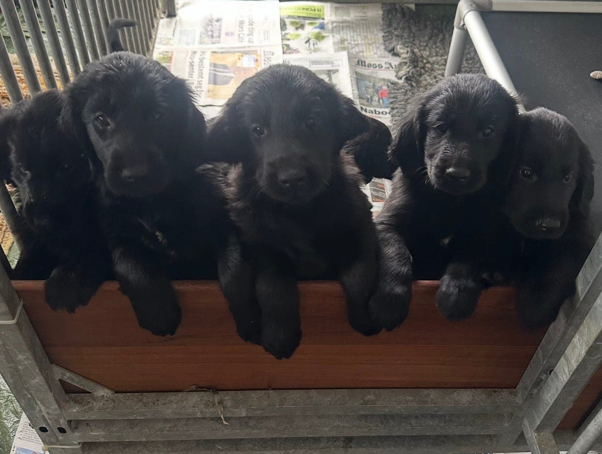 Leveringsklare Flat Coated Retriever valper