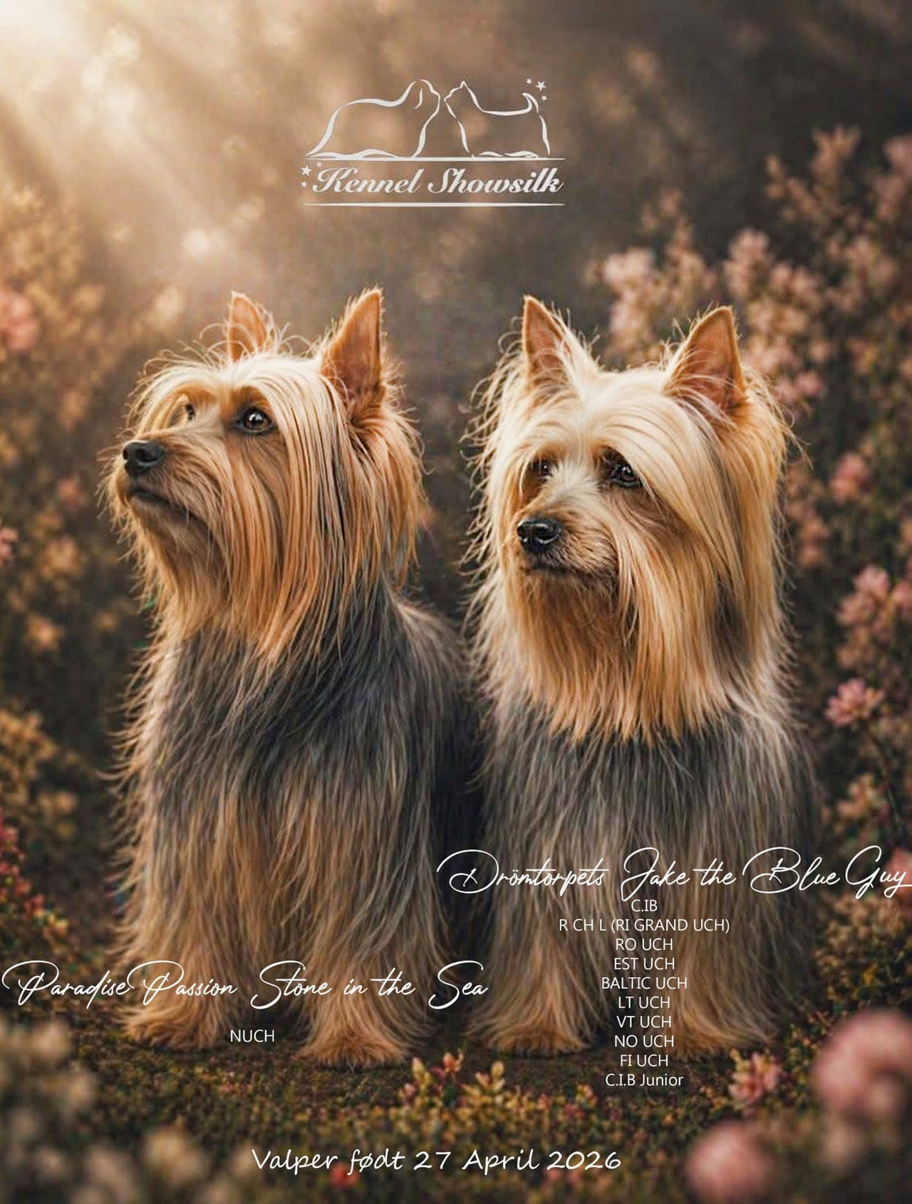 Silky terrier valper selges