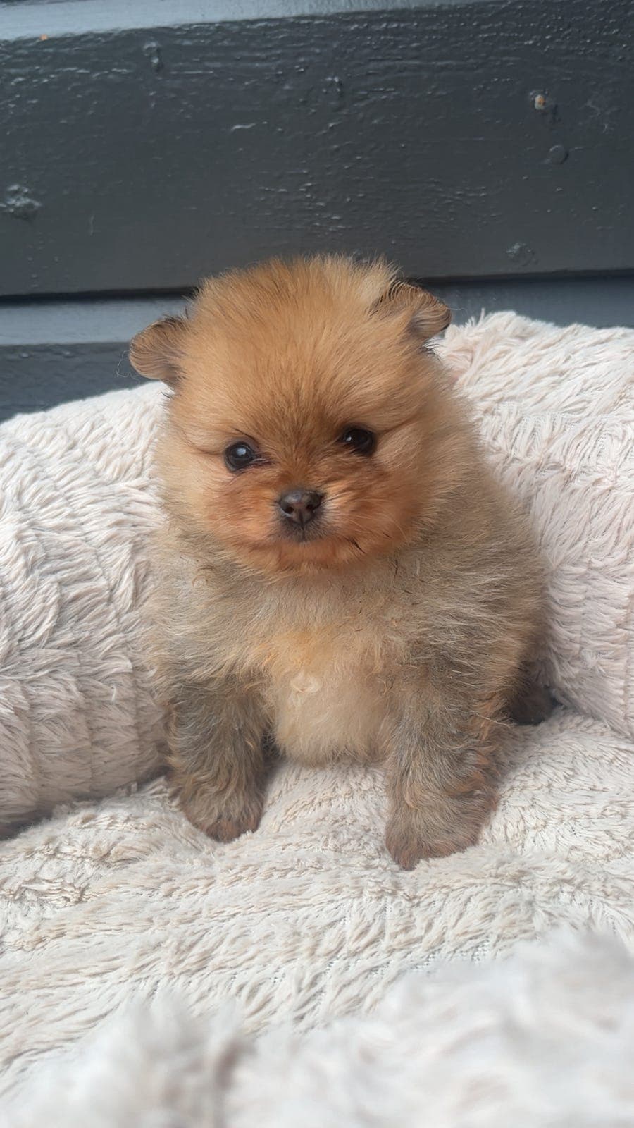 NKK registrert Pomeranian