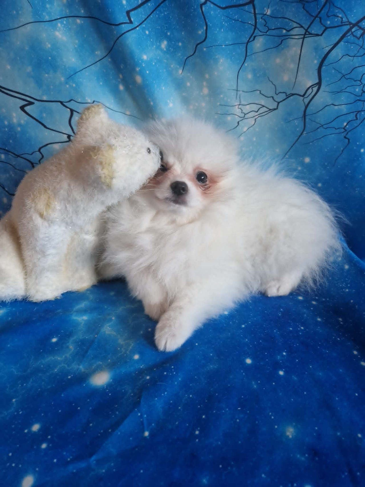 To nydelige POMERANIAN tispevalper